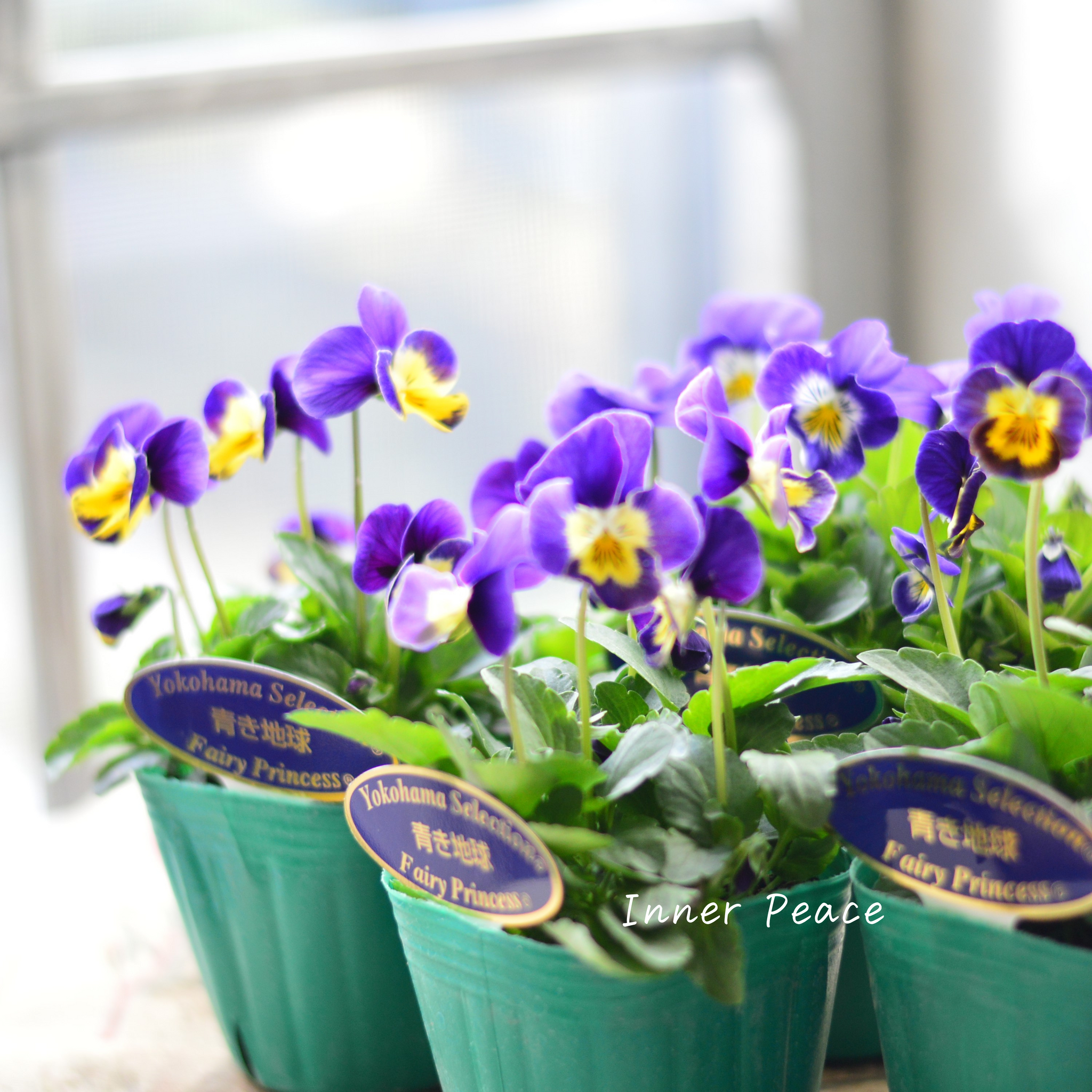 1710207189b6c97354e6ebb6b4e338