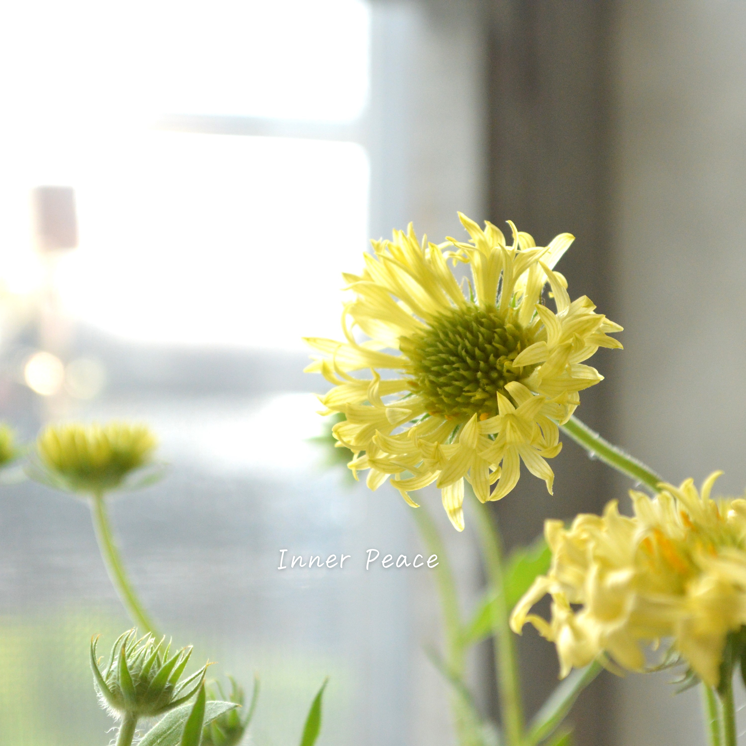 【人気】 ガイラルディア 『フルーティ・ハニーレモン』 3寸ロングPOT