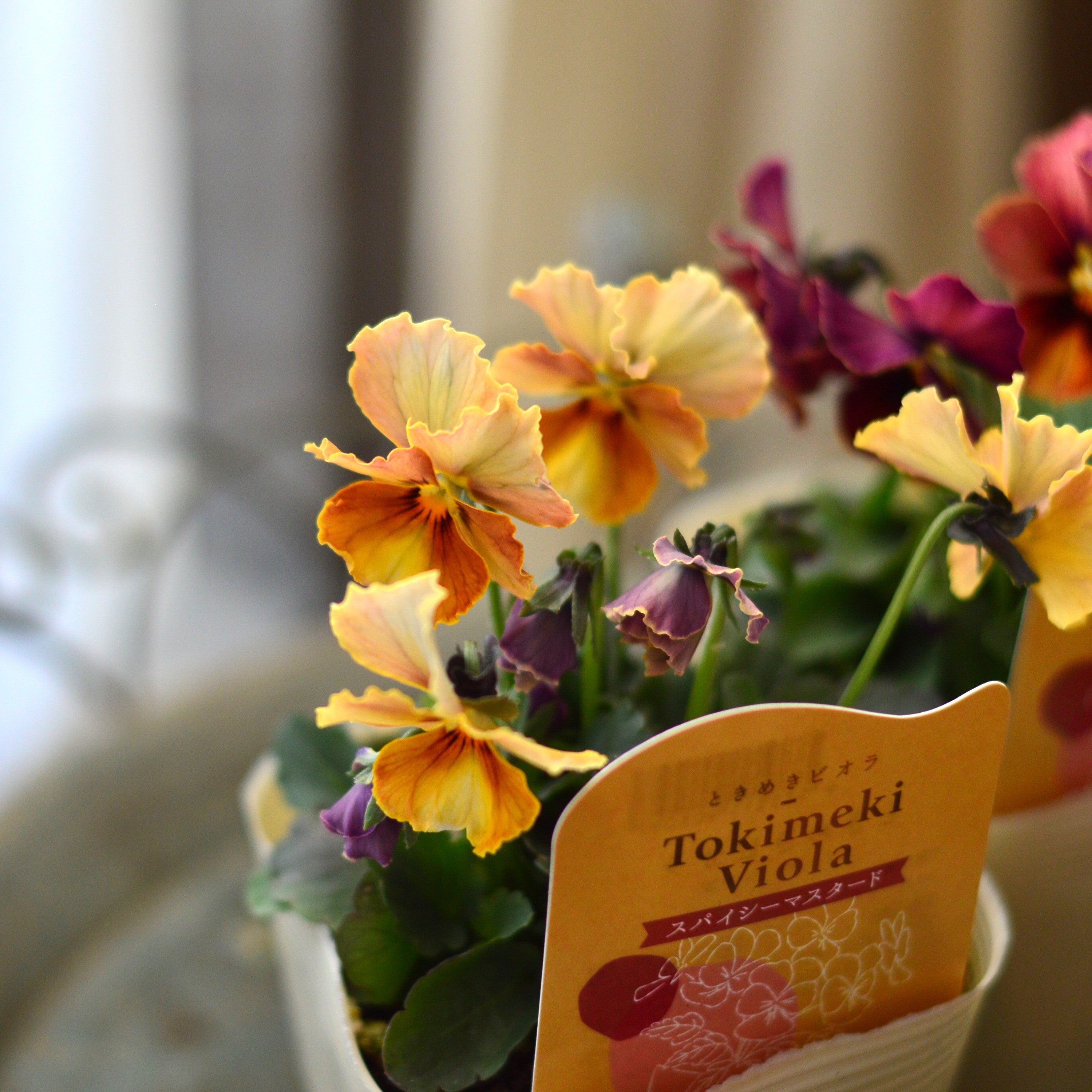 【奥田園芸さん】 ときめきビオラ 『スパイシーマスタード』 3.5寸POT