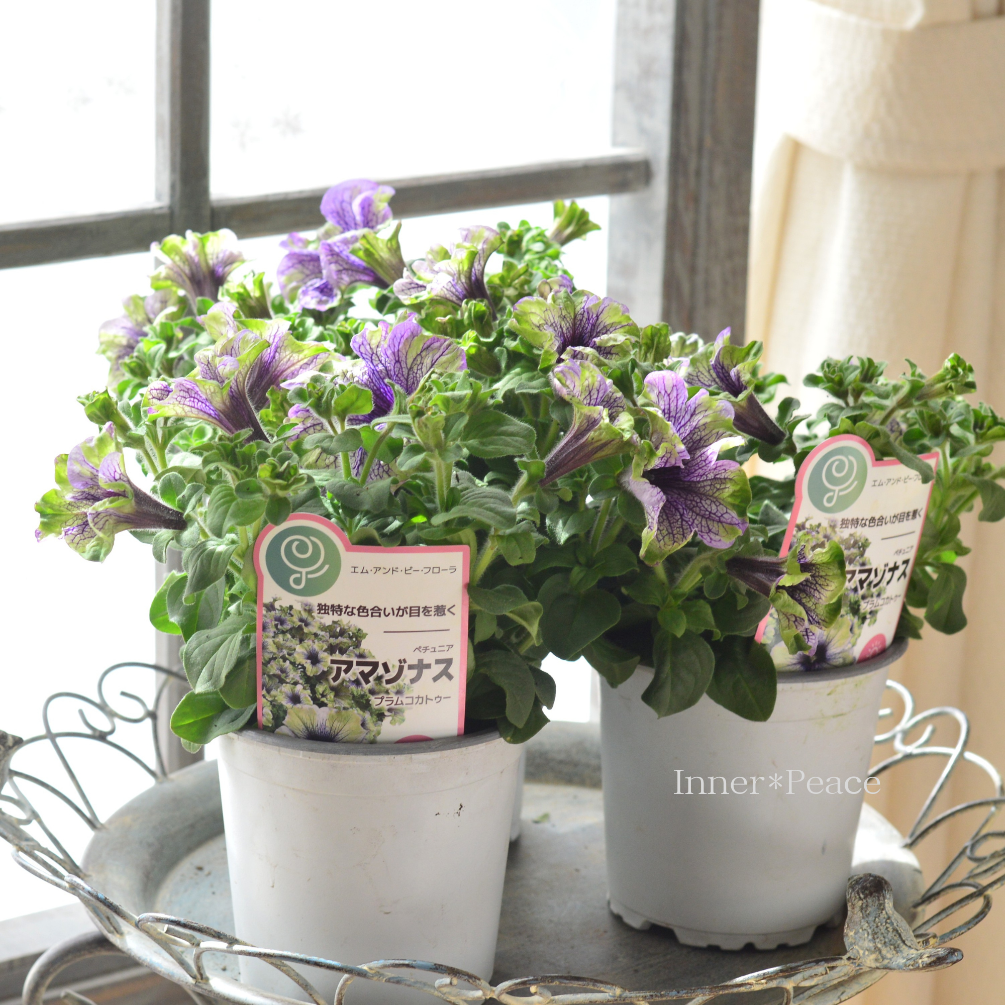 【個性的】 ペチュニア 『アマゾナス・プラムコカトゥー』 4寸POT