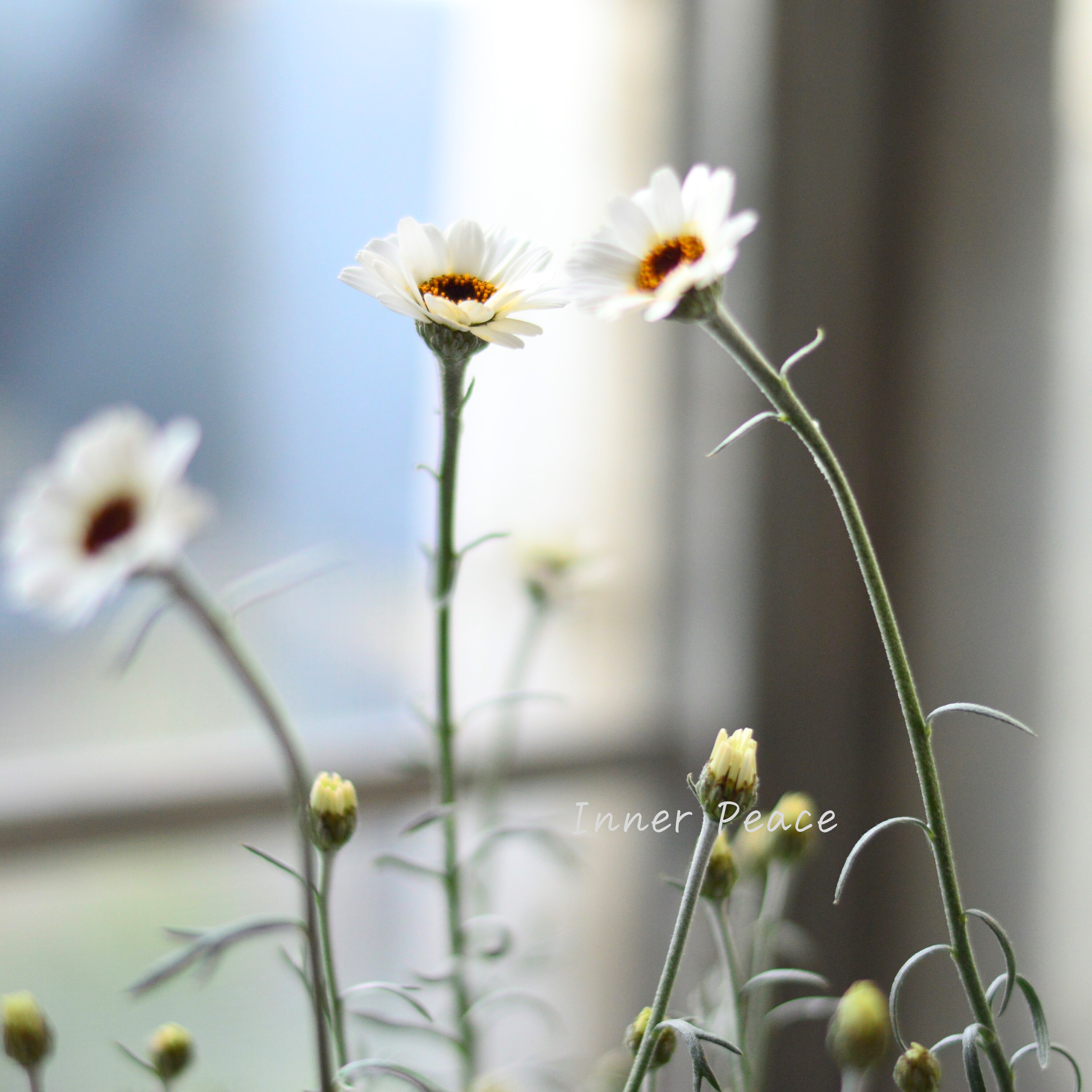 【大人かわいい】 ローダンセマム 『アフリカンアイズ』 3.5寸ロングPOT