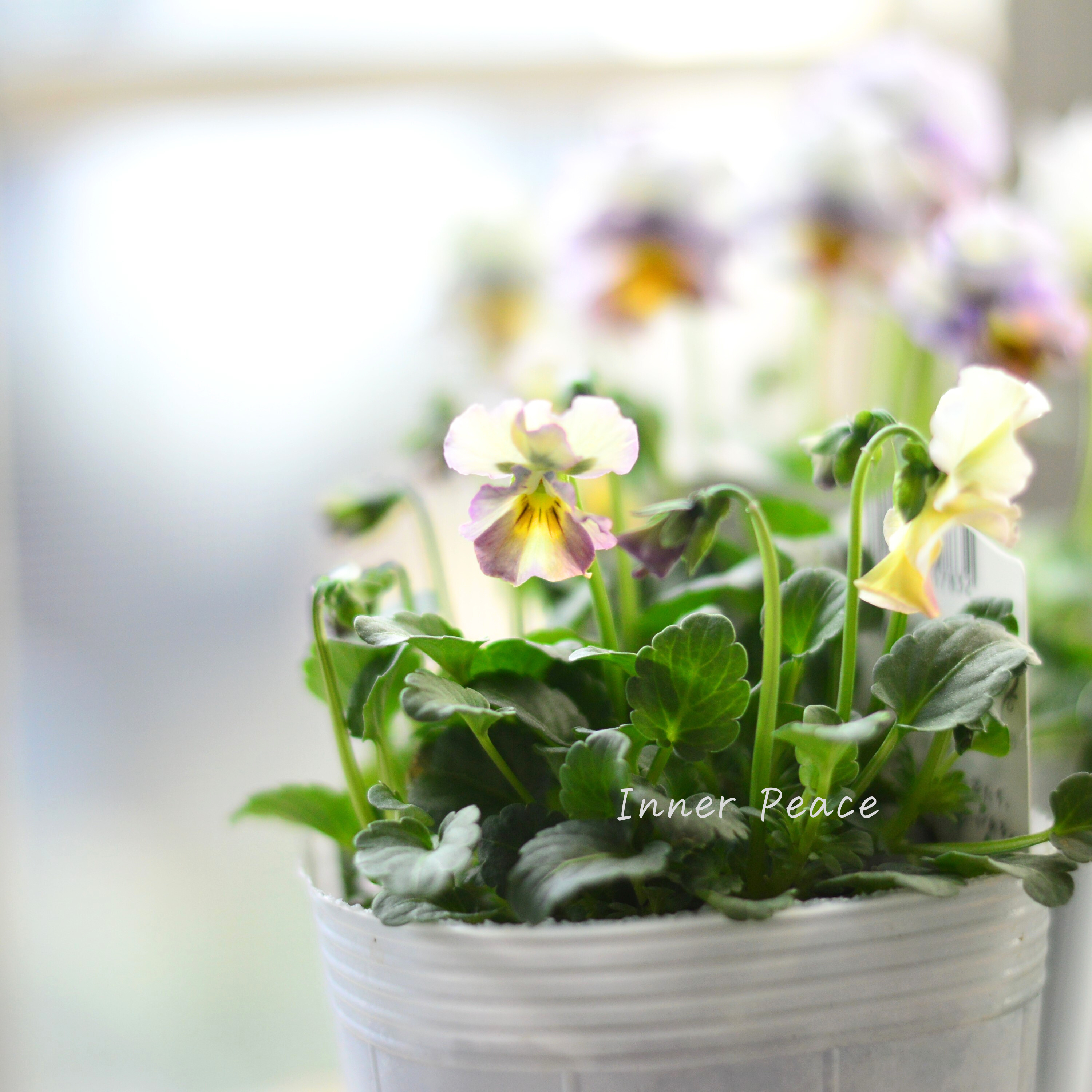 【希少】 ナラティブフラワーズさん試作品ビオラ 3寸ロングPOT