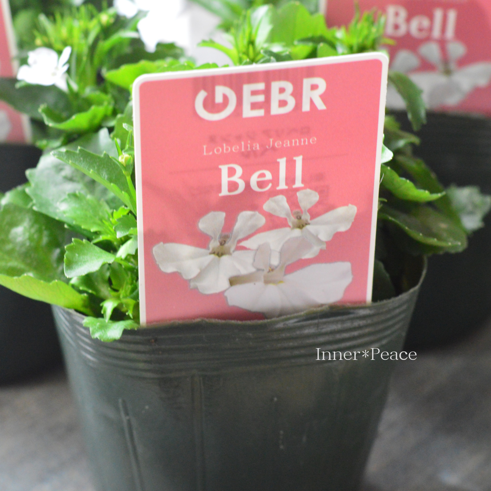 【ゲブラさん】 ロベリア 『Bell ~ベル~』 3.5寸POT