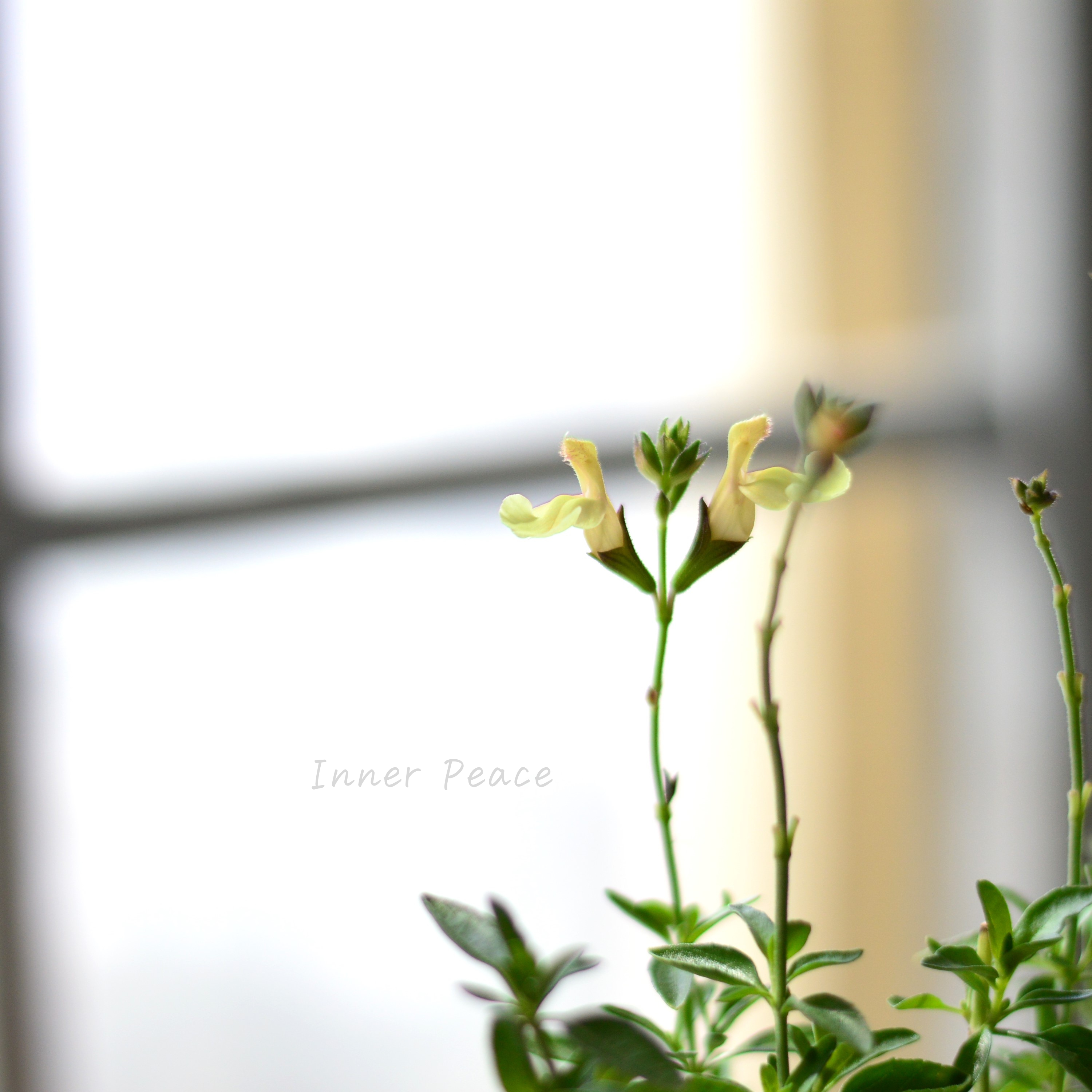 【宿根】 サルビア(チェリーセージ) 『ゴールデンガール』 3.5寸POT