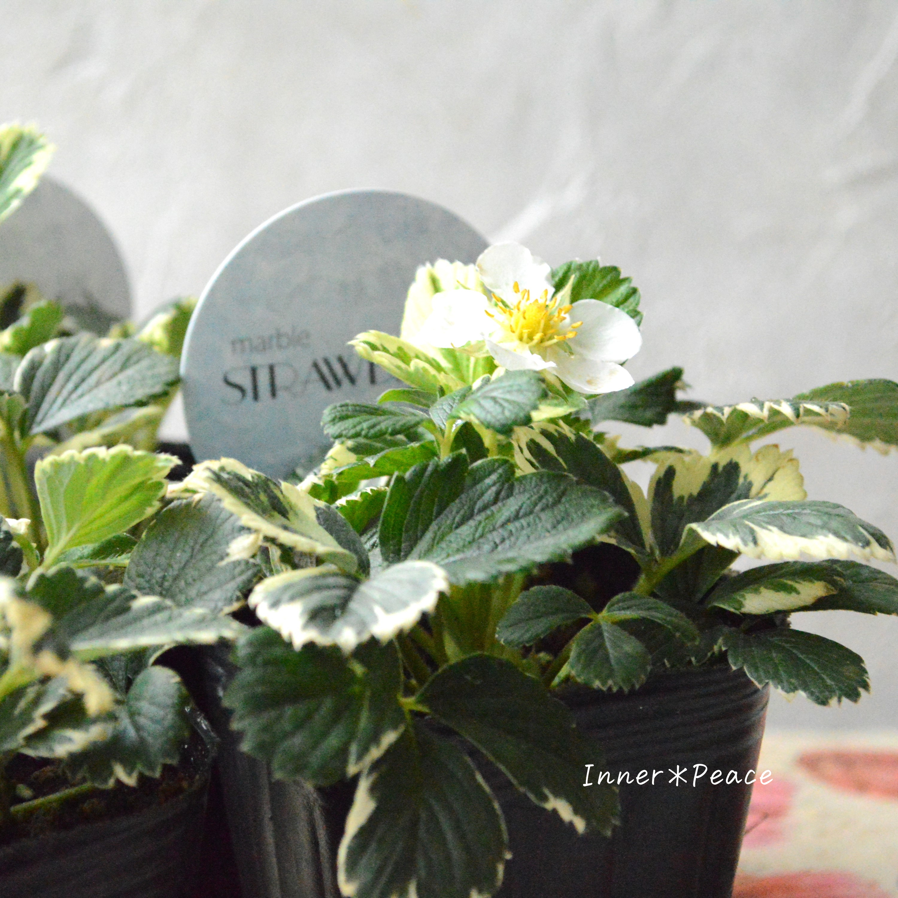 【斑入り】 マーブルストロベリー 3寸POT