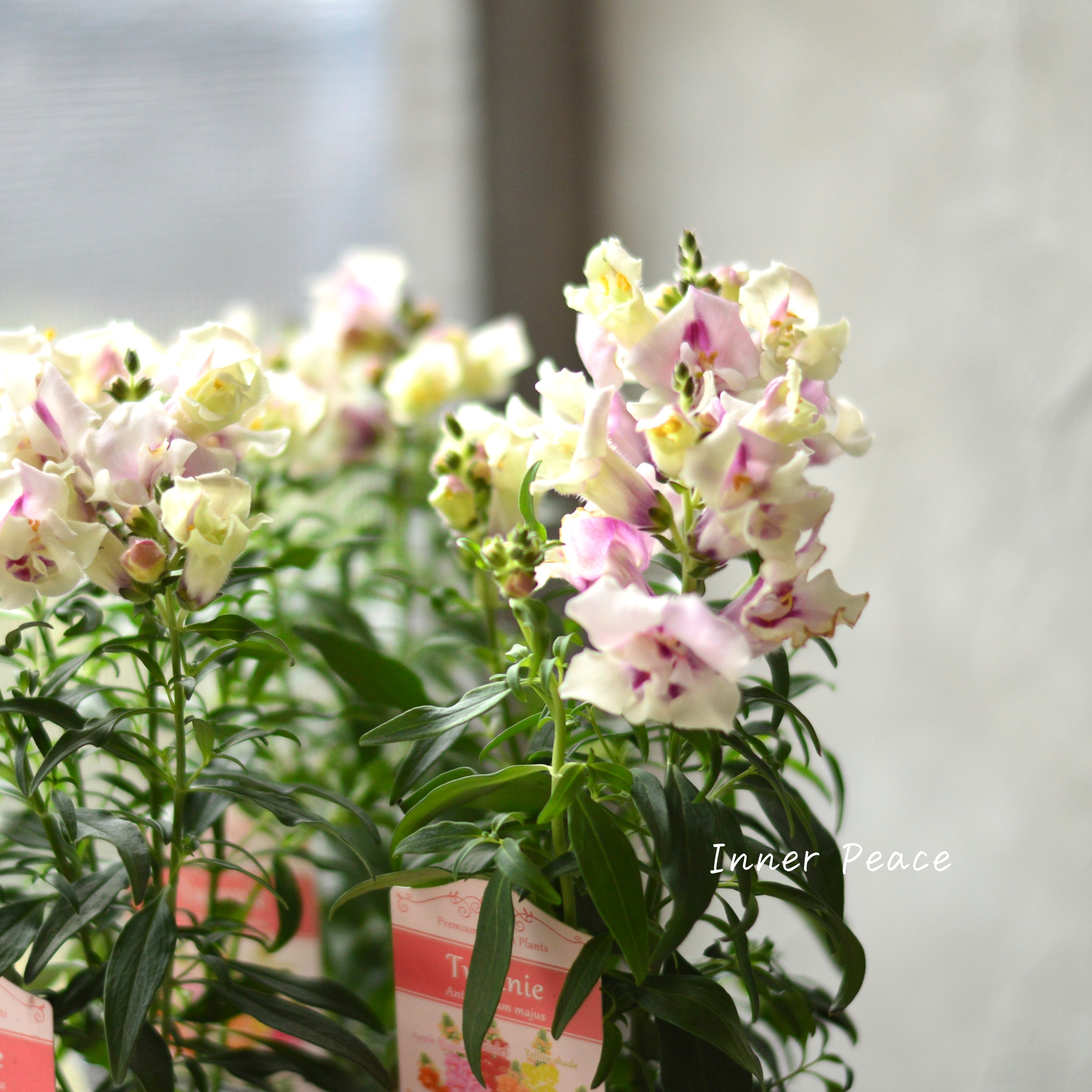 【かわいい】 キンギョソウ・トゥイニー 『オーキッド』 3寸ロングPOT