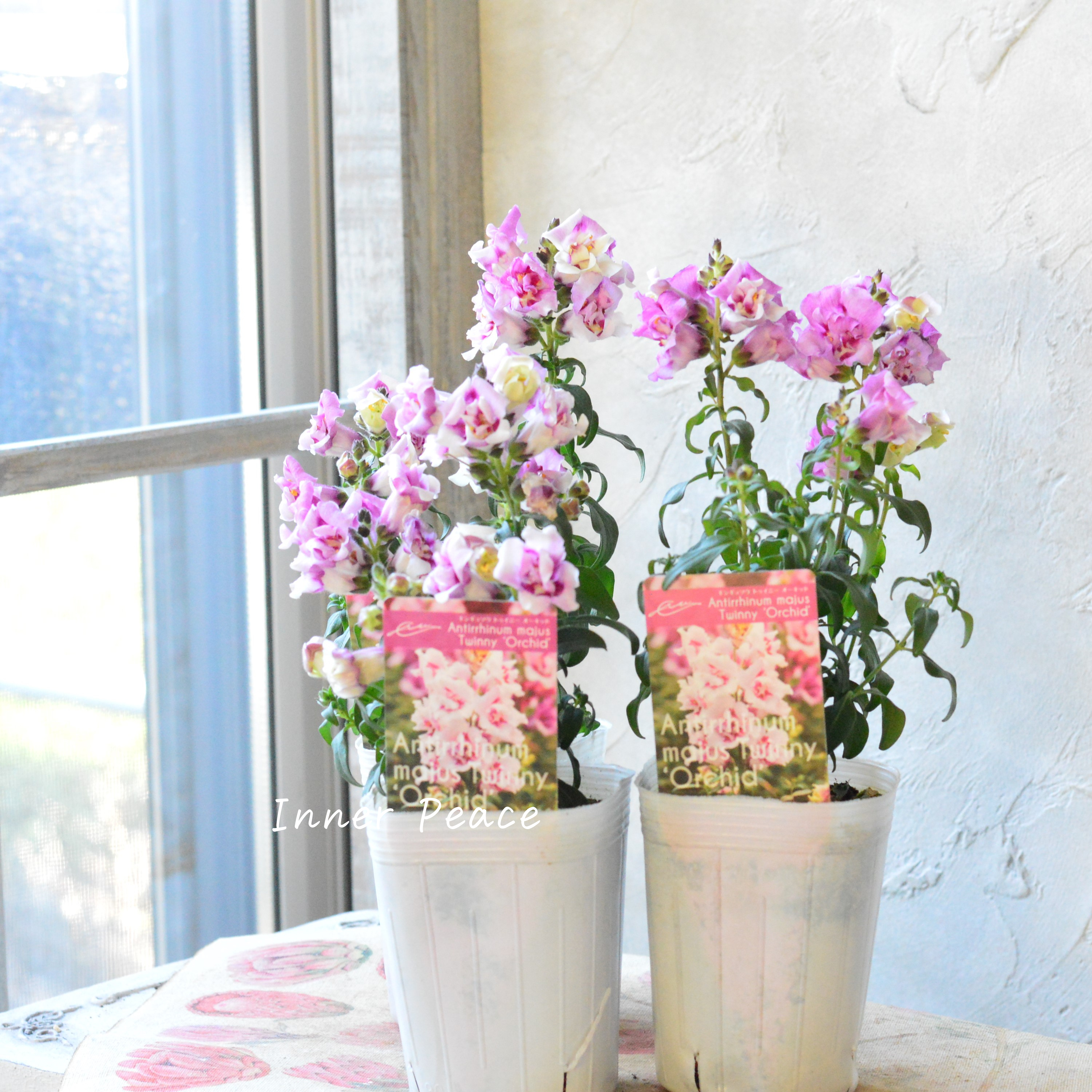 【かわいい】奥田さん生産の キンギョソウ・トゥイニー 『オーキッド』 3寸ロングPOT