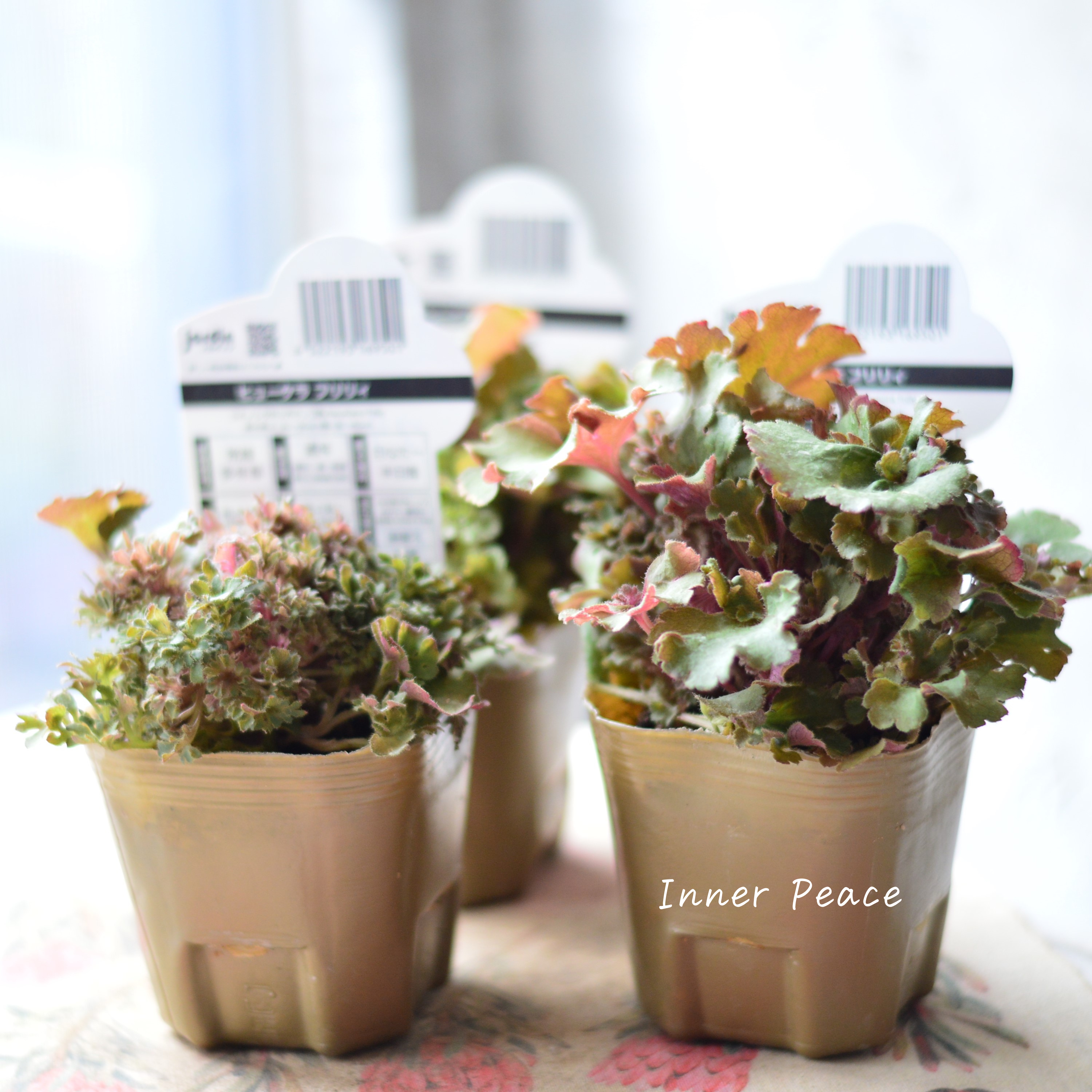 【NEW】 フリフリヒューケラ 『フリリィ』 3寸POT