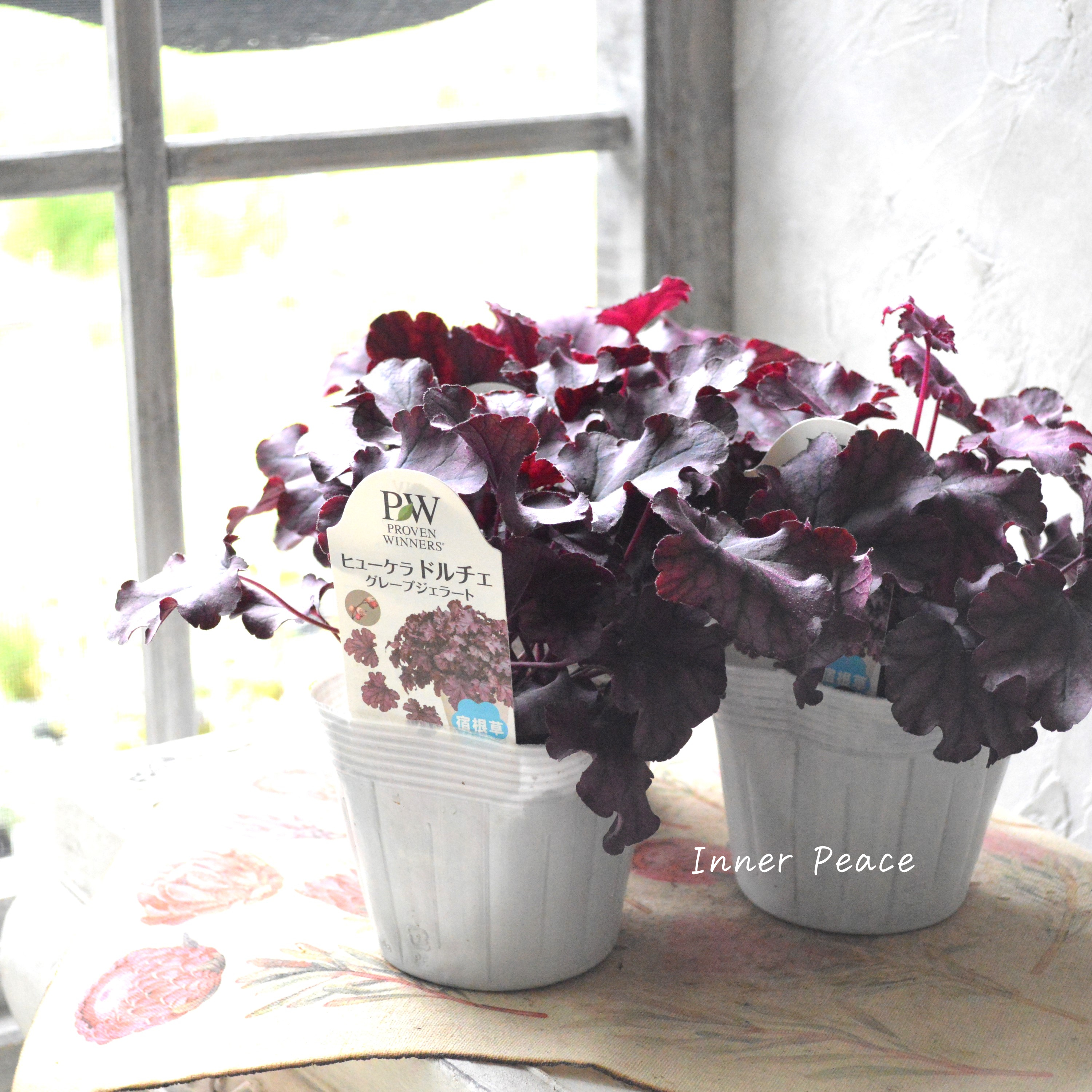 【PW】 ヒューケラ ドルチェ 『グレープジェラート』 3.5寸POT