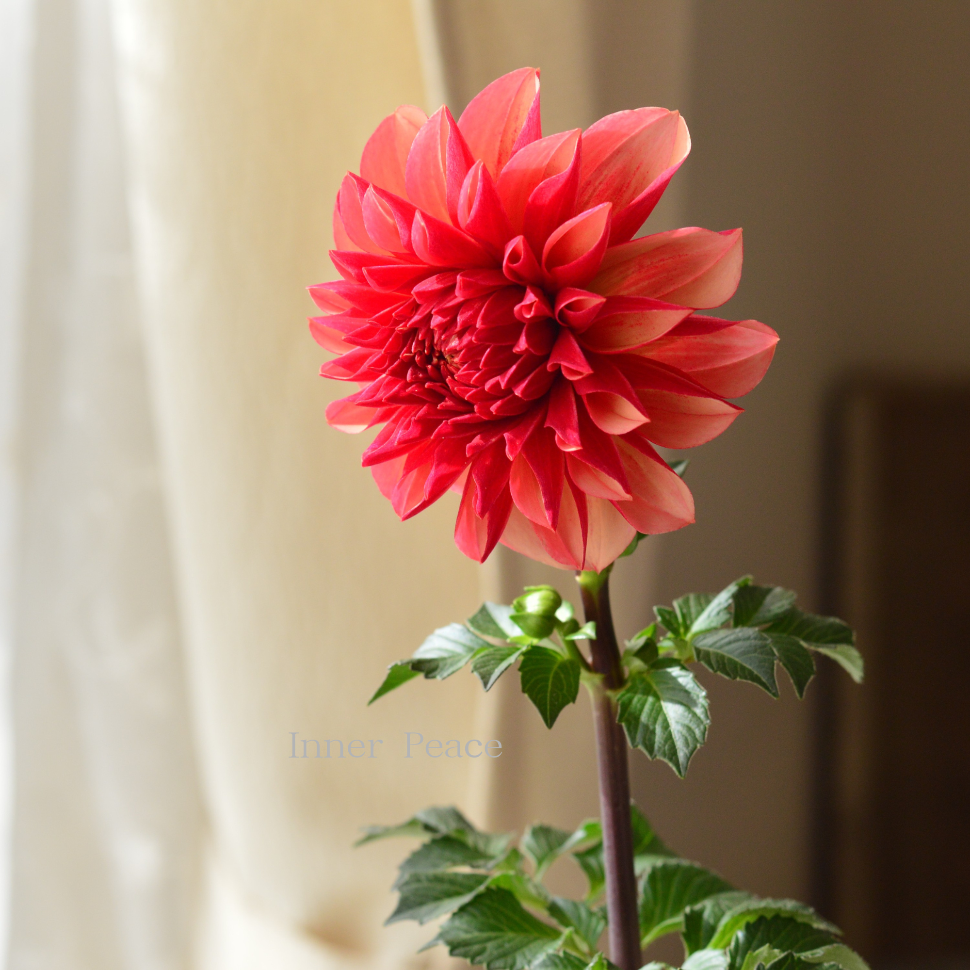 【美しい】ダリア 『ピーチマカロン』 3.5寸ロングPOT