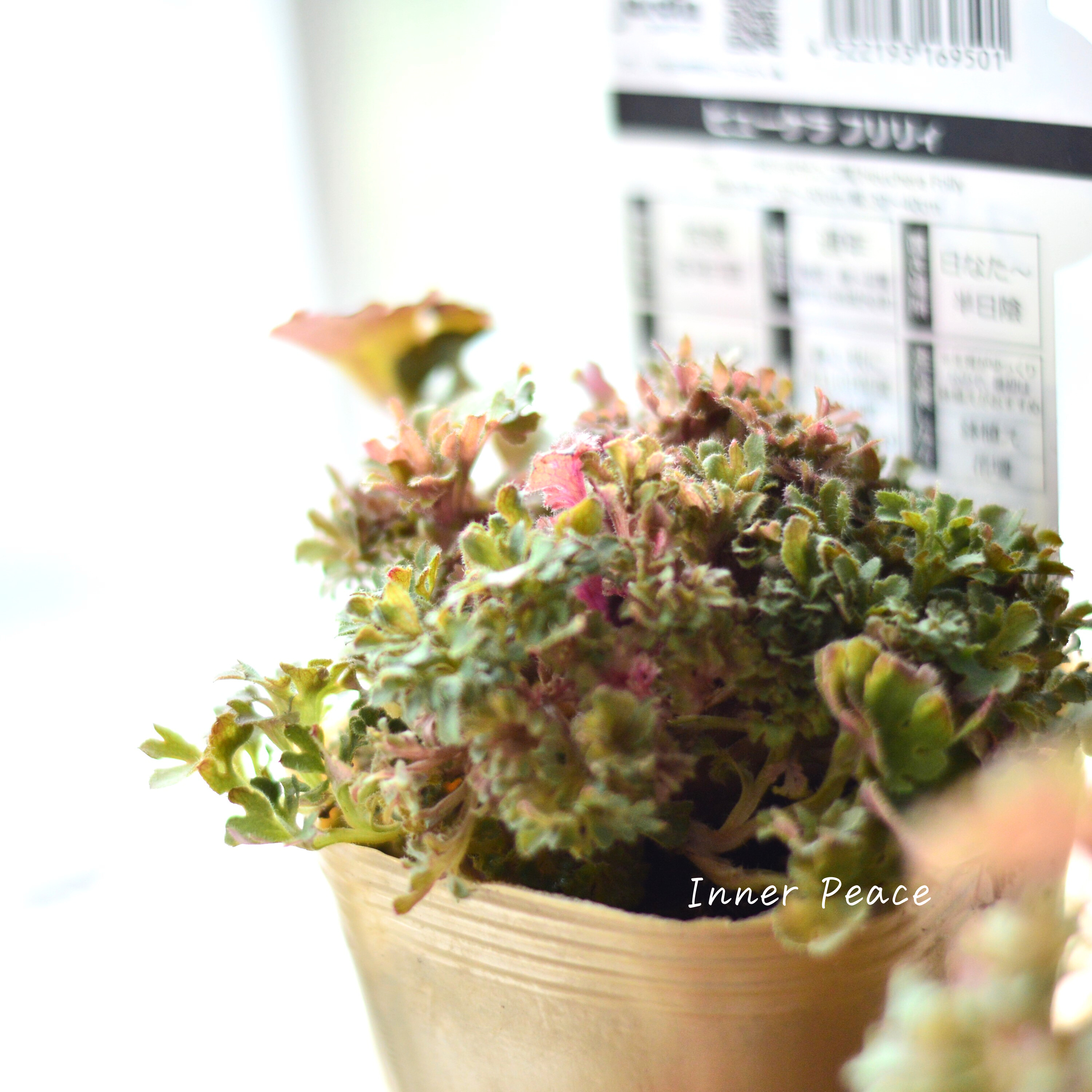 【NEW】 フリフリヒューケラ 『フリリィ』 3寸POT