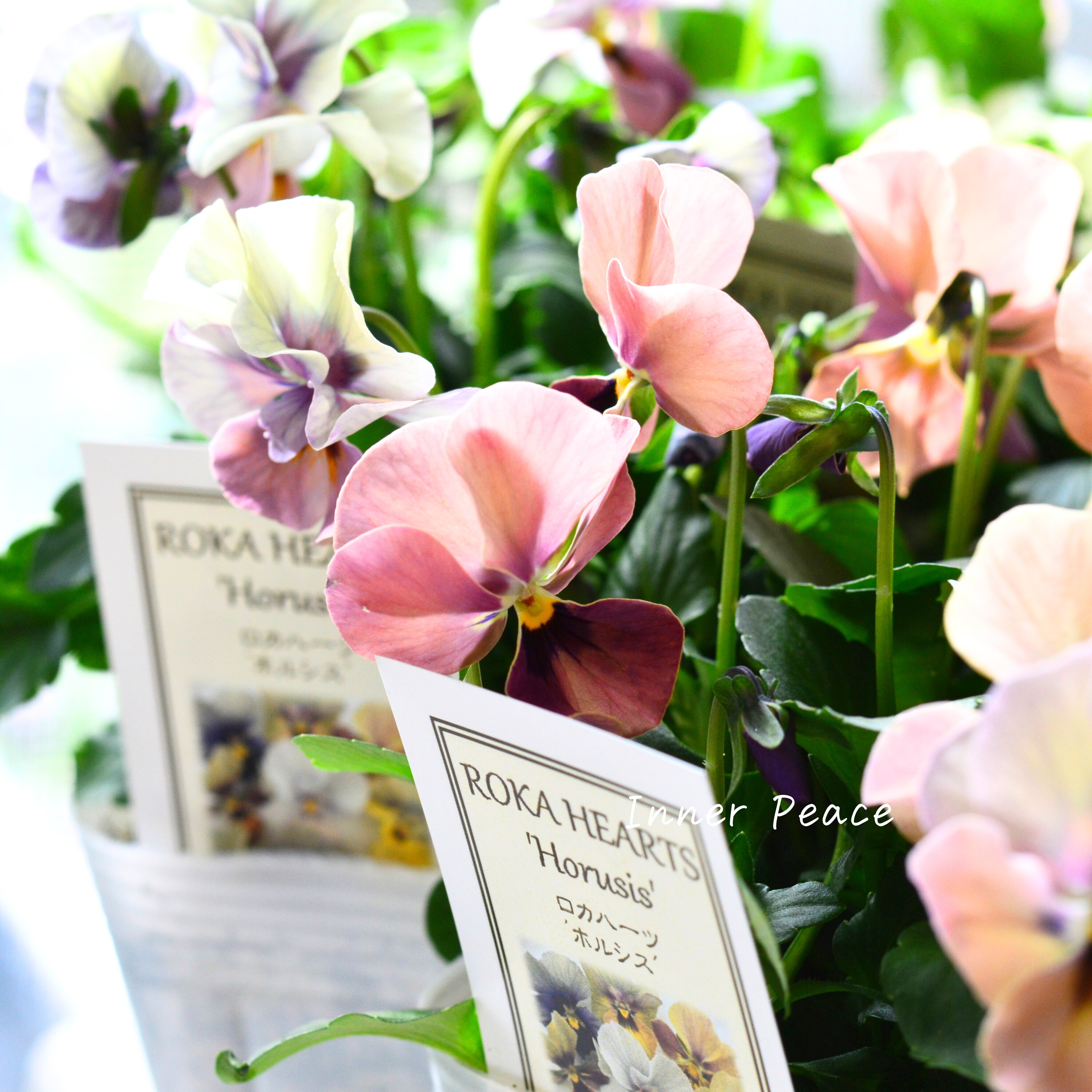 【美しい】 ビオラ ロカハーツ 『ホルシス』 3.5寸POT