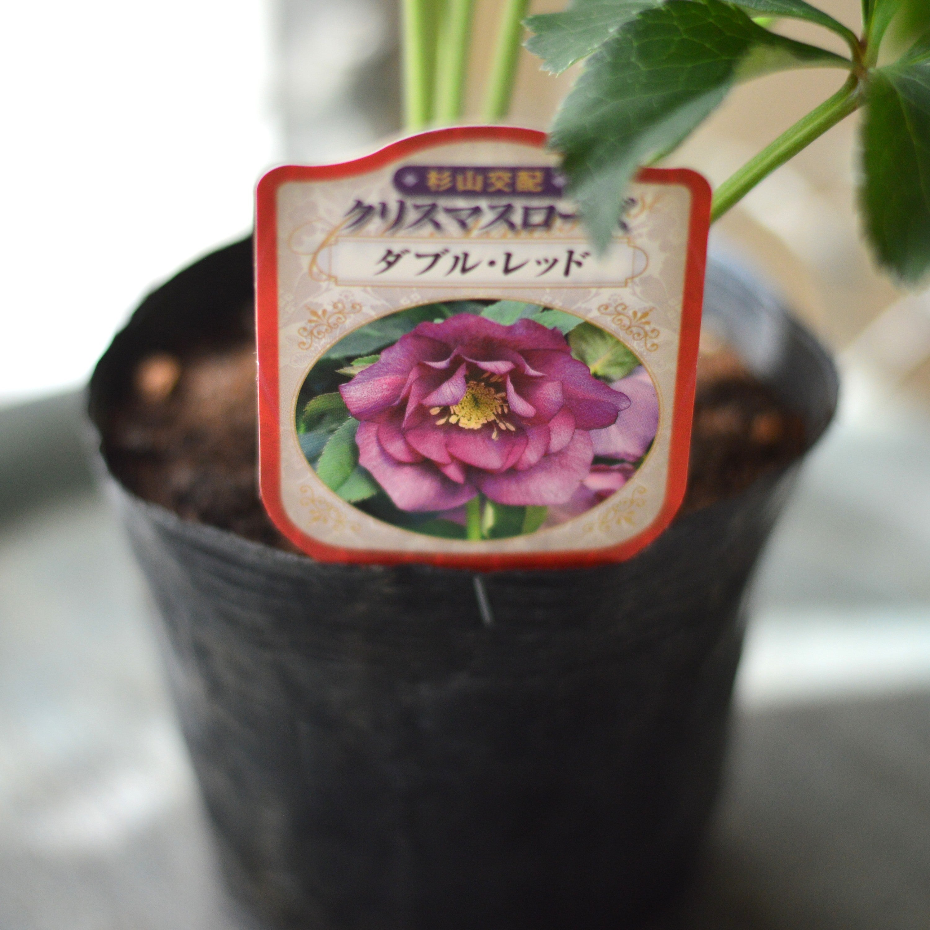 【杉光園芸さん】 クリスマスローズ 『ダブル・レッド』 4寸POT