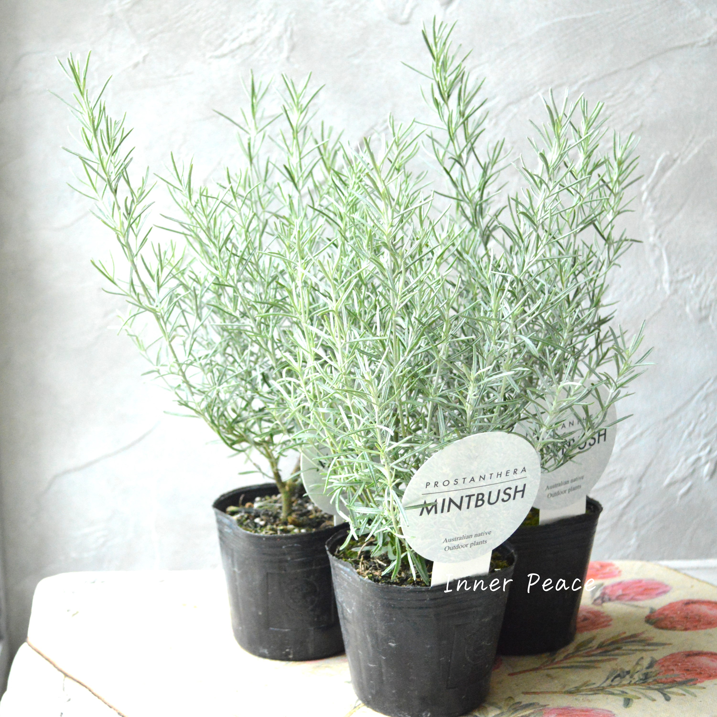 【シルバーリーフ】 ミントブッシュ 『プロスタンテラ・バクステリ』 3寸POT