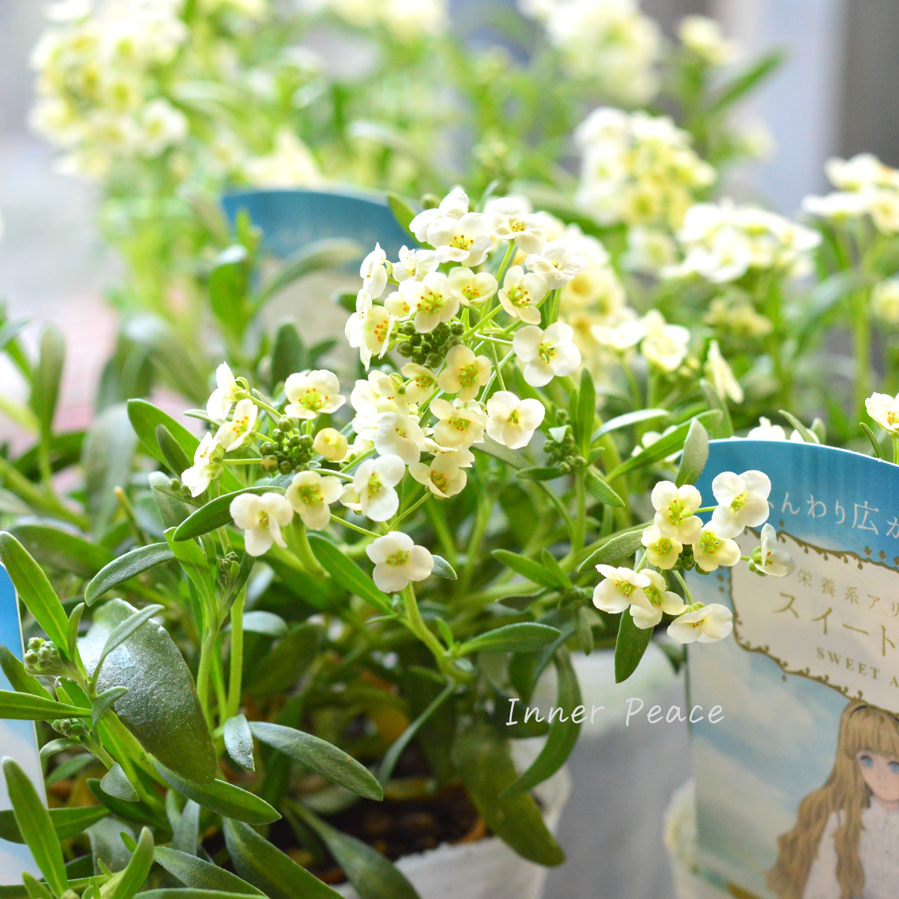 【栄養系】 スイートアリッサム 『スイートアリス・シャンパン』 3.5寸POT