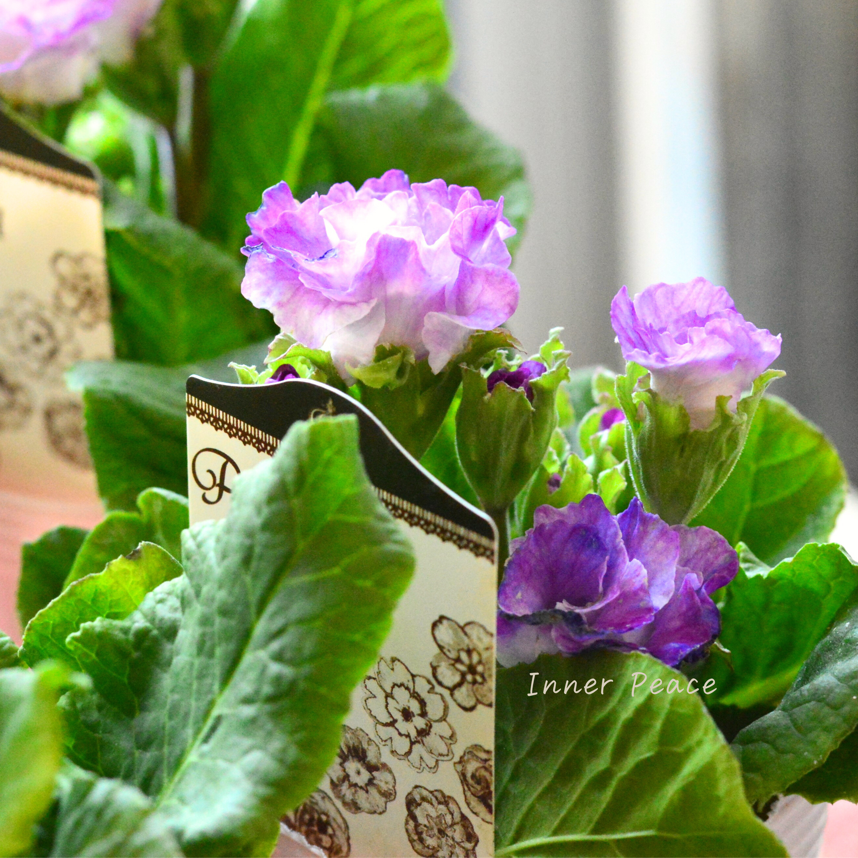 【k-plantsさん】 バラ咲き プリムラ 『カクテルドレス・ブルー』 2.5寸ロングPOT