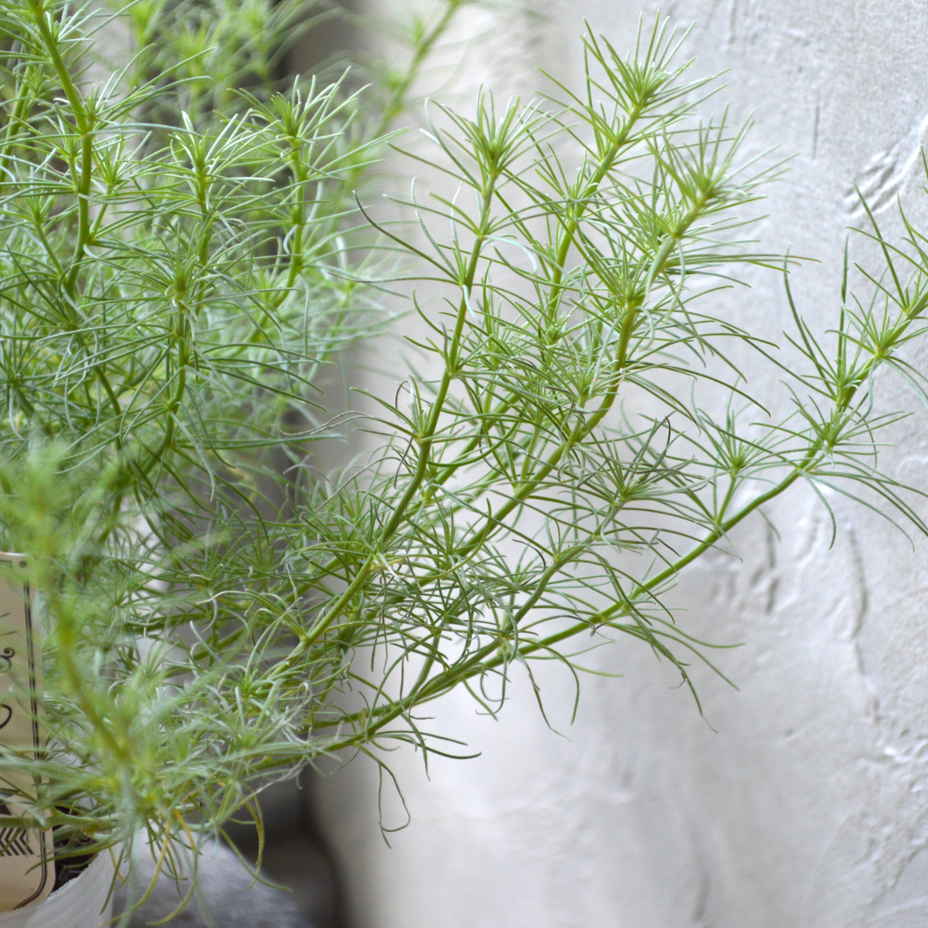 【ふわふわリーフ】ロータス『コットンキャンディー』 2.5寸POT