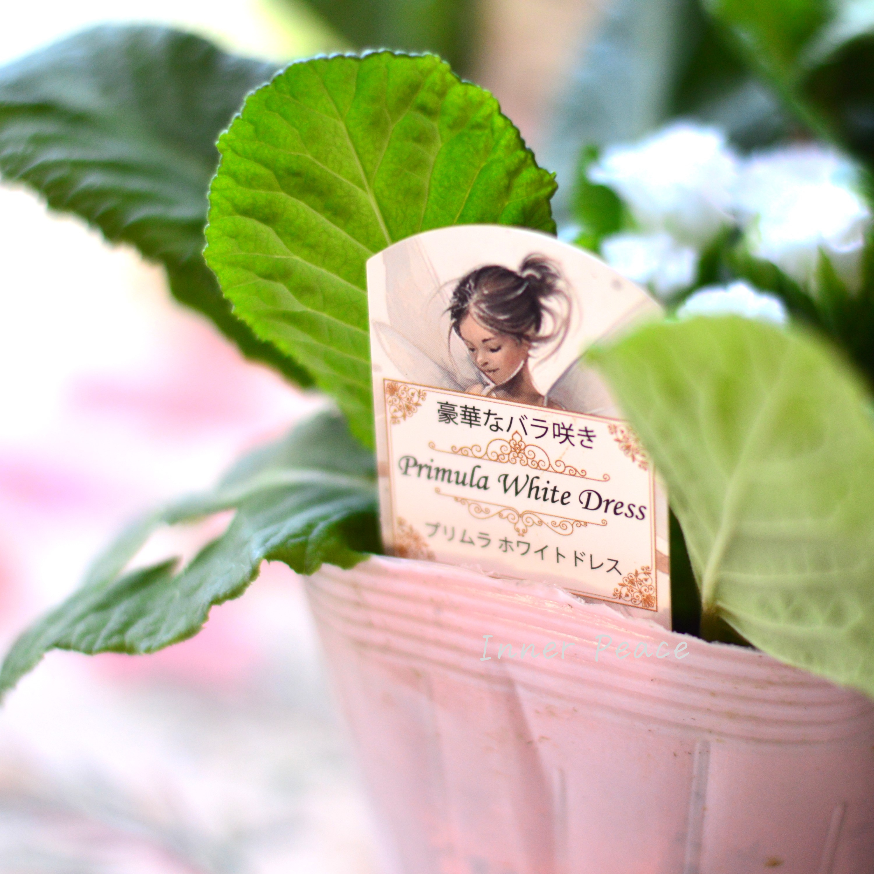 【美しい】 プリムラ・ジュリアン 『ホワイトドレス』 3.5寸POT