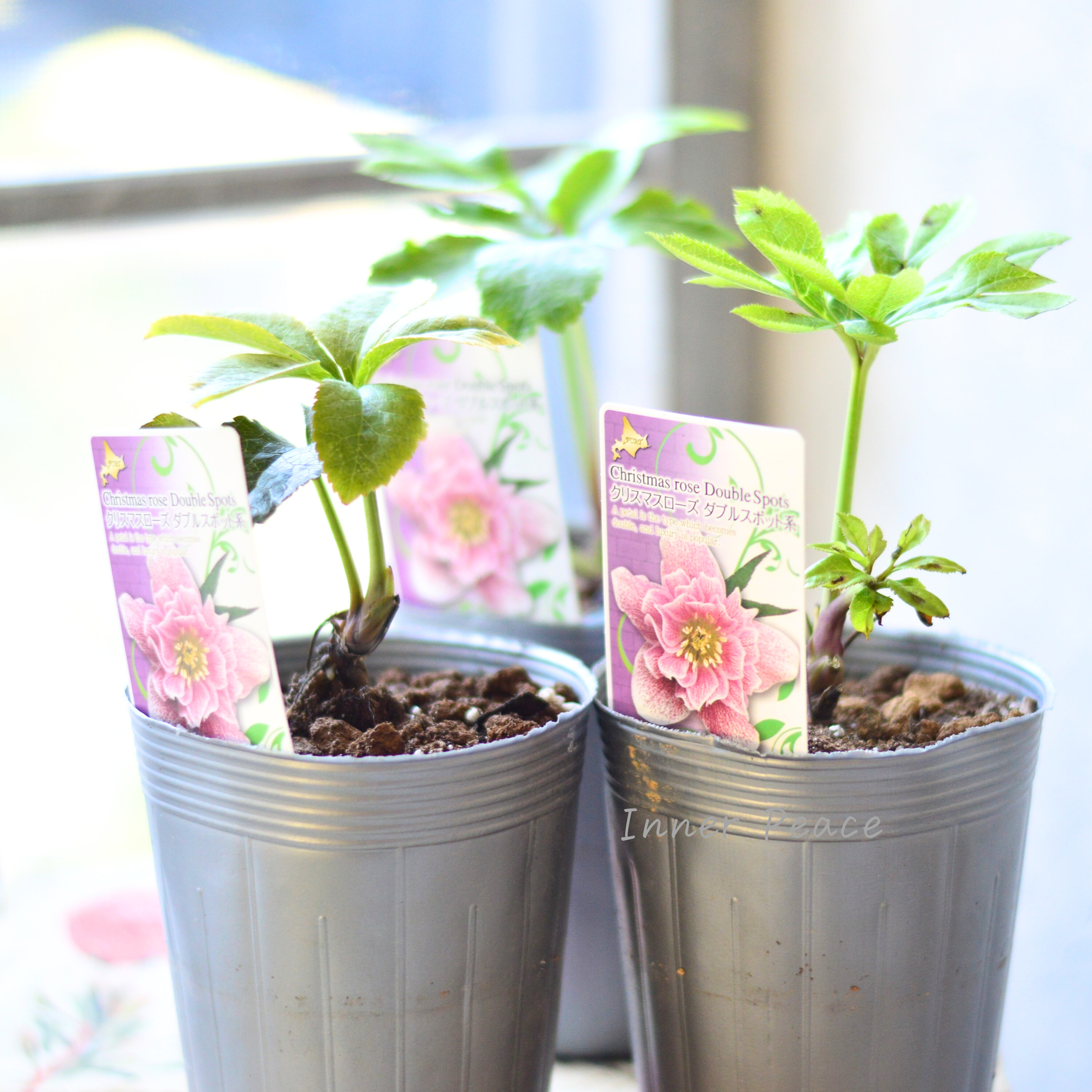 【八重咲き】 クリスマスローズ 『ダブルスポット系』 3.5寸ロングPOT