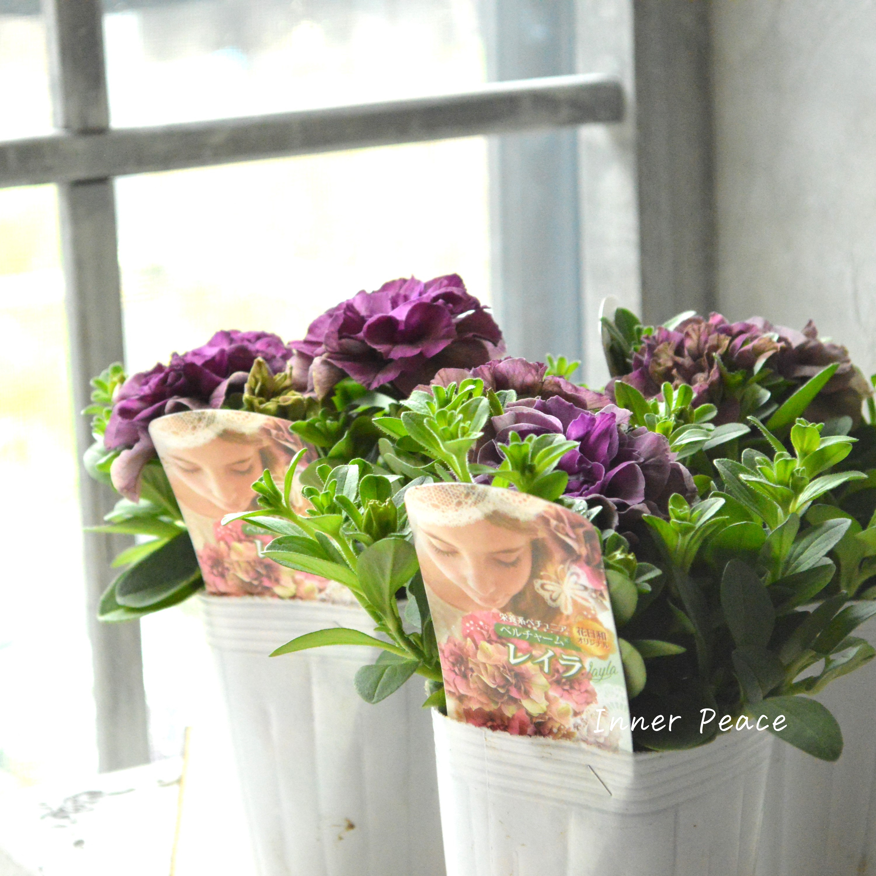 【花日和さんオリジナル】 栄養系ペチュニア 『ベルチャーム・レイラ』 3.5寸POT