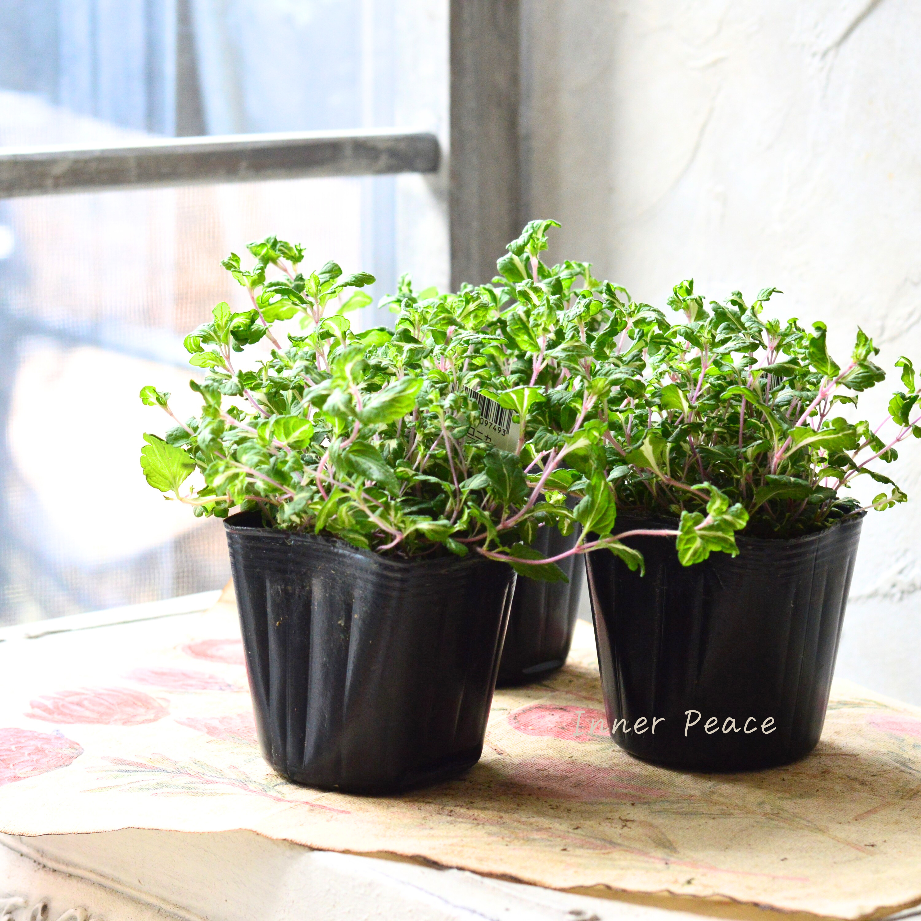 【斑入り】 ベロニカ 『ミッフィーブルート』 2.5~3寸POT