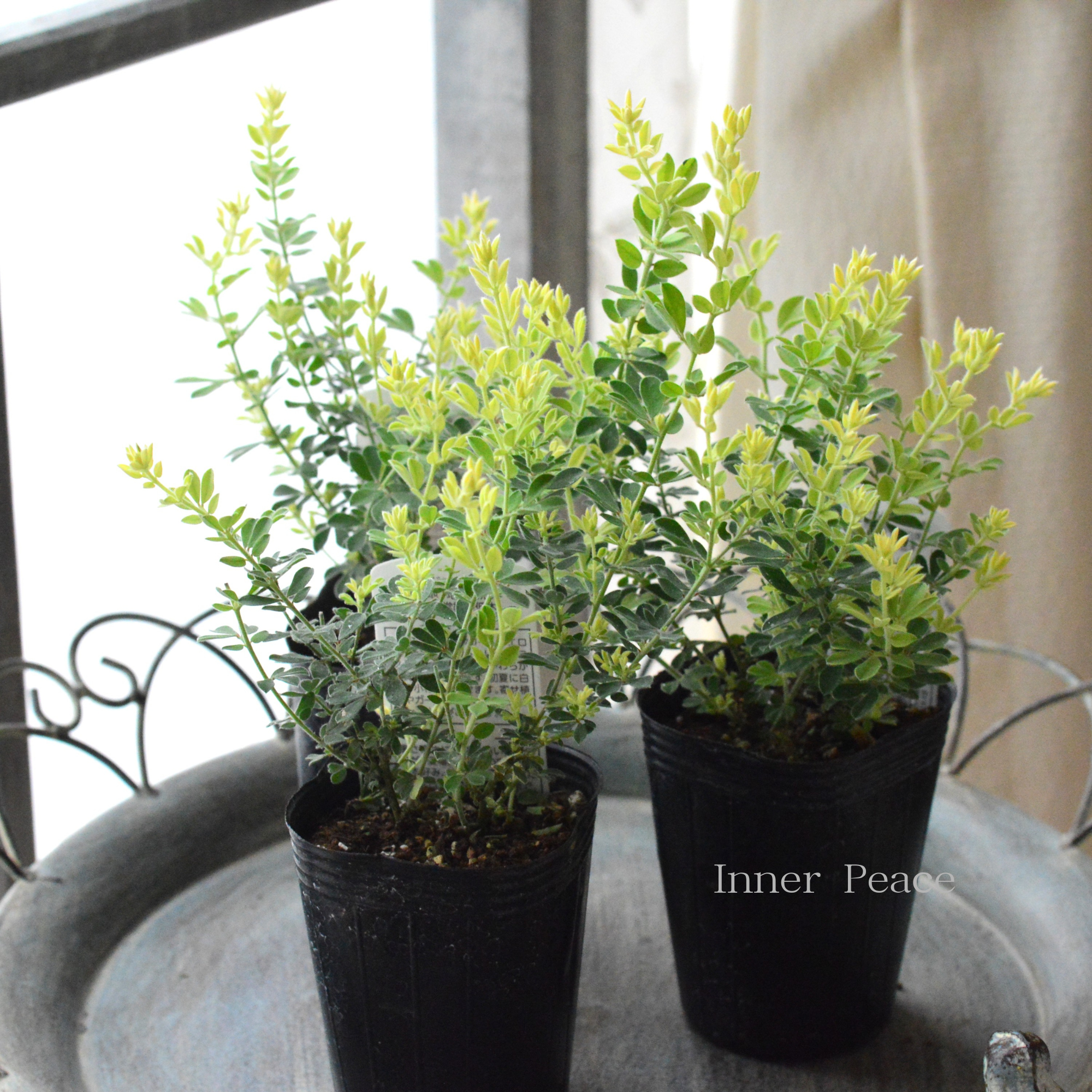 【暑さ寒さに強い】 ロータスブリムストーン 2.5寸~3寸POT