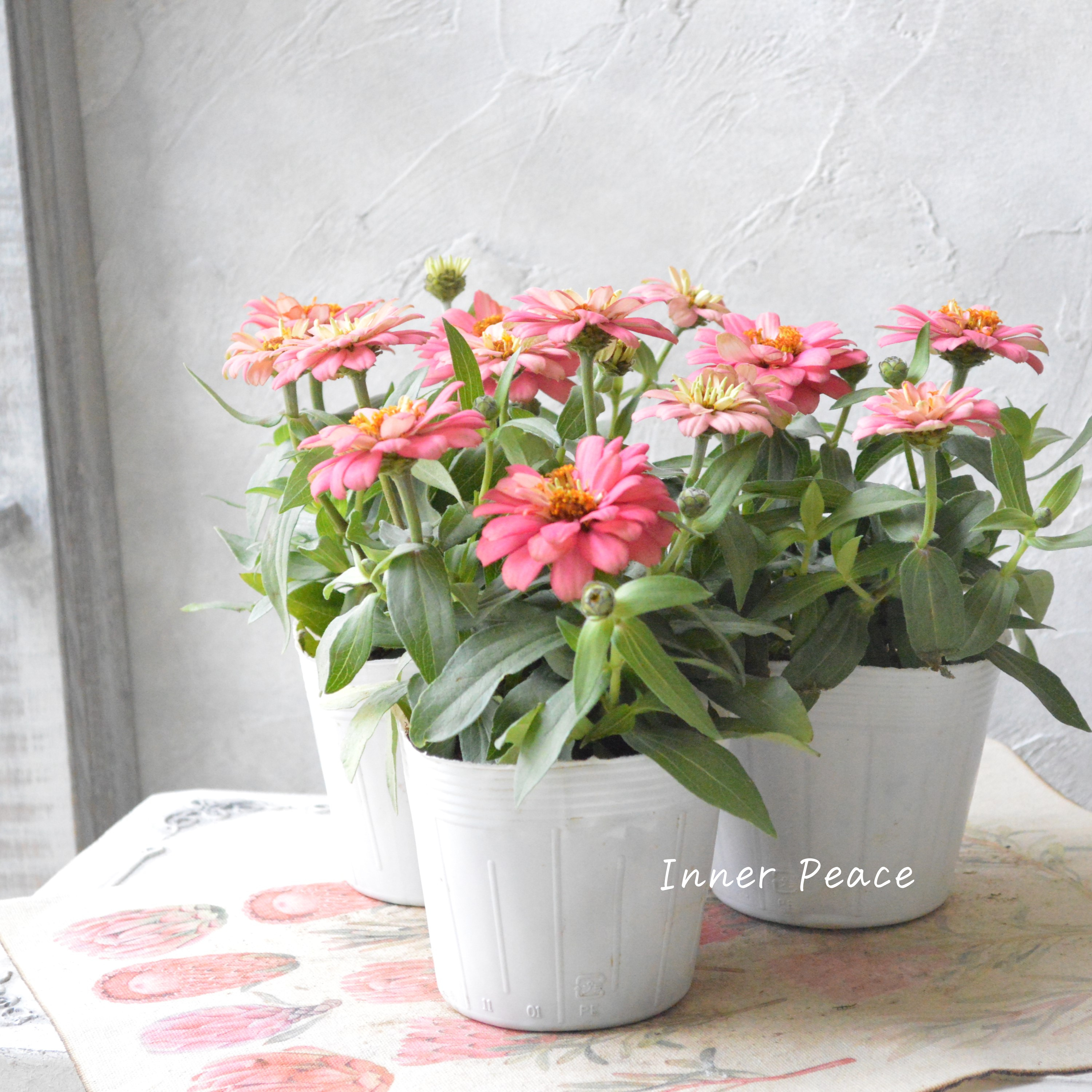 【八重咲き】ジニア・ダブルザハラ『サーモン』 3.5寸POT