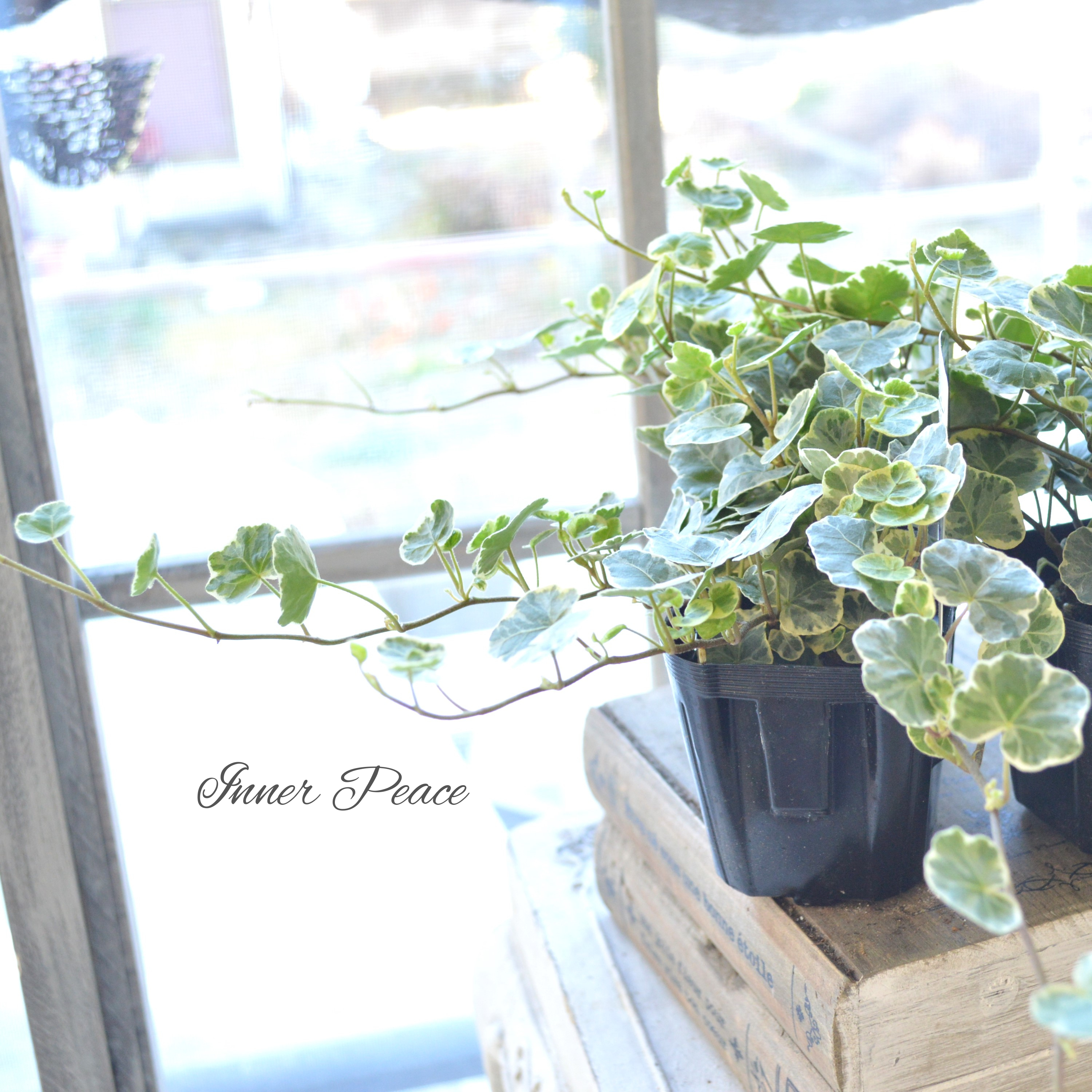 【希少】 ヘデラ 『シルバーチャーミー』 2.5~3寸POT