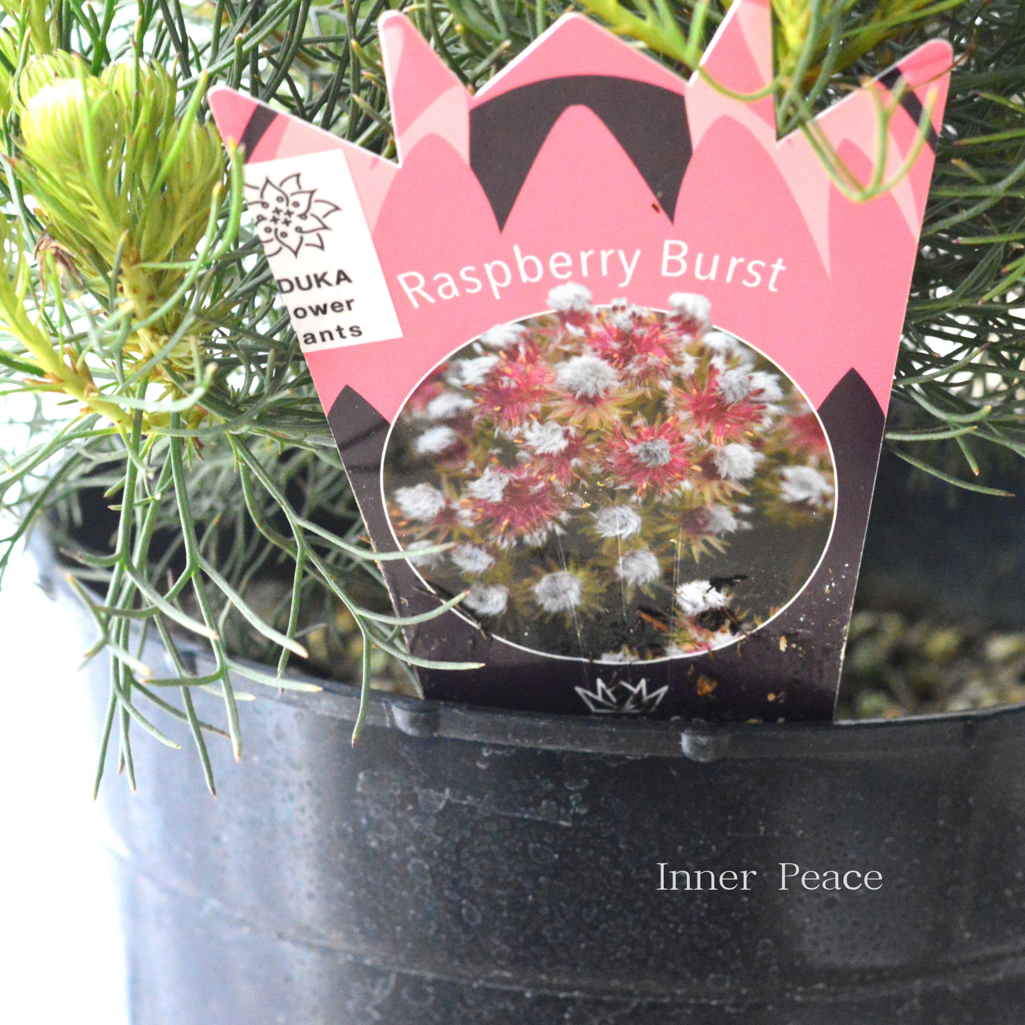 【大苗】 ジョーイセルリア 『ラズベリーバースト』 7号鉢