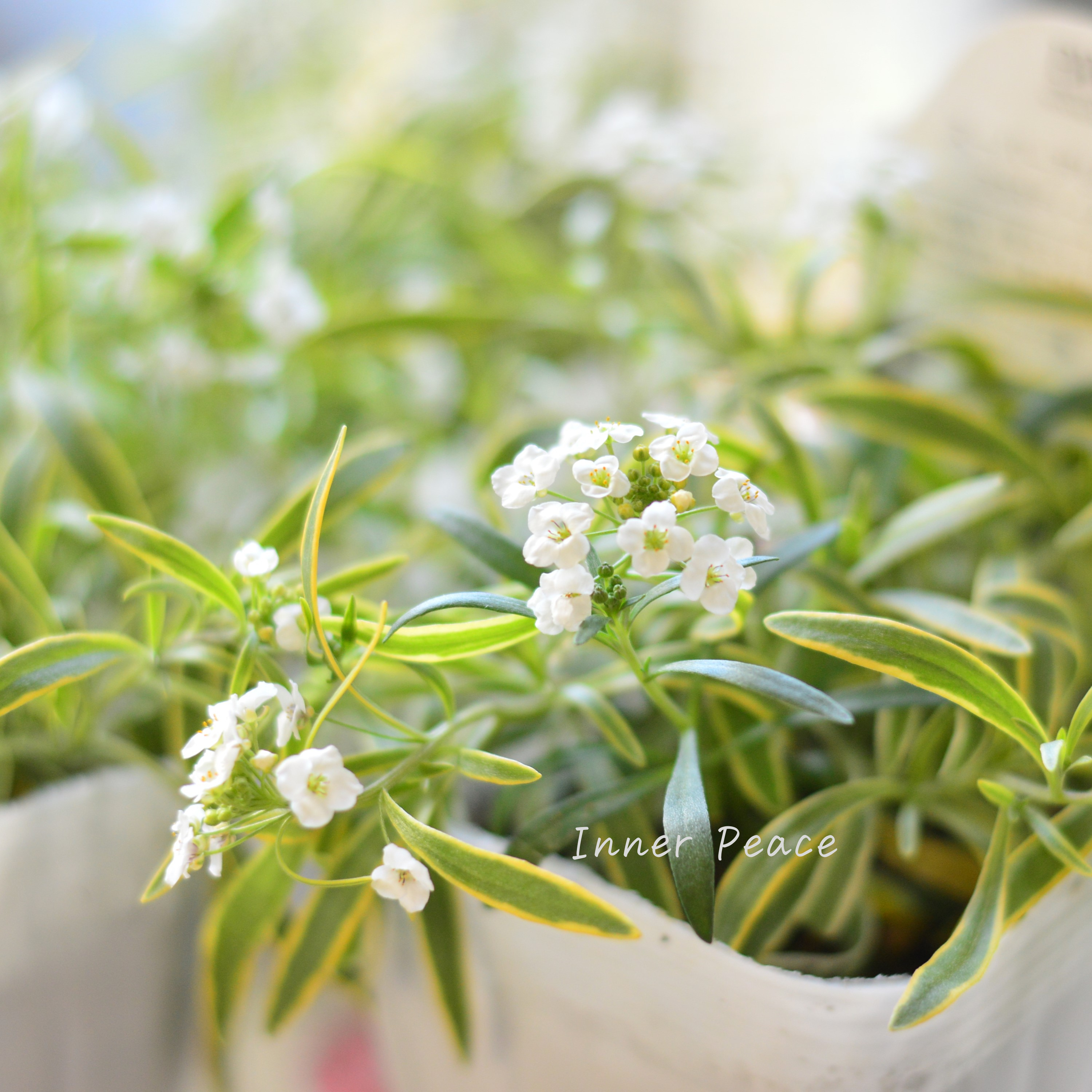 【PW】 スーパーアリッサム 『フロスティーナイト』 3.5寸POT