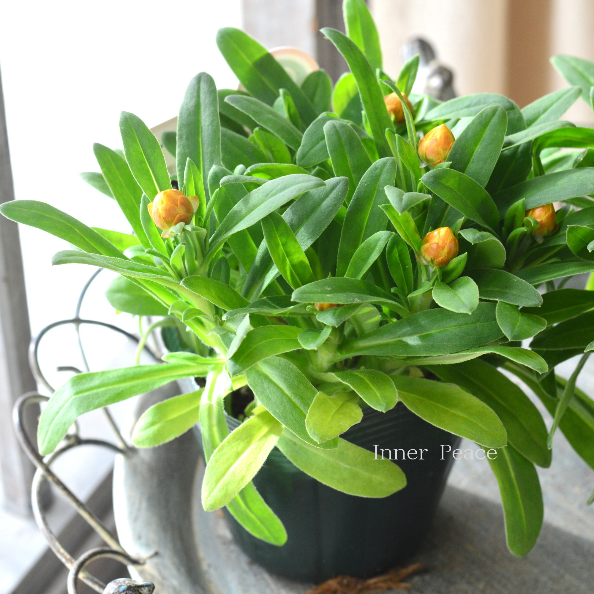 【ユニーク】 ブラクテアンサ(ヘリクリサム) 『モハベ・イエロー』 3.5寸POT