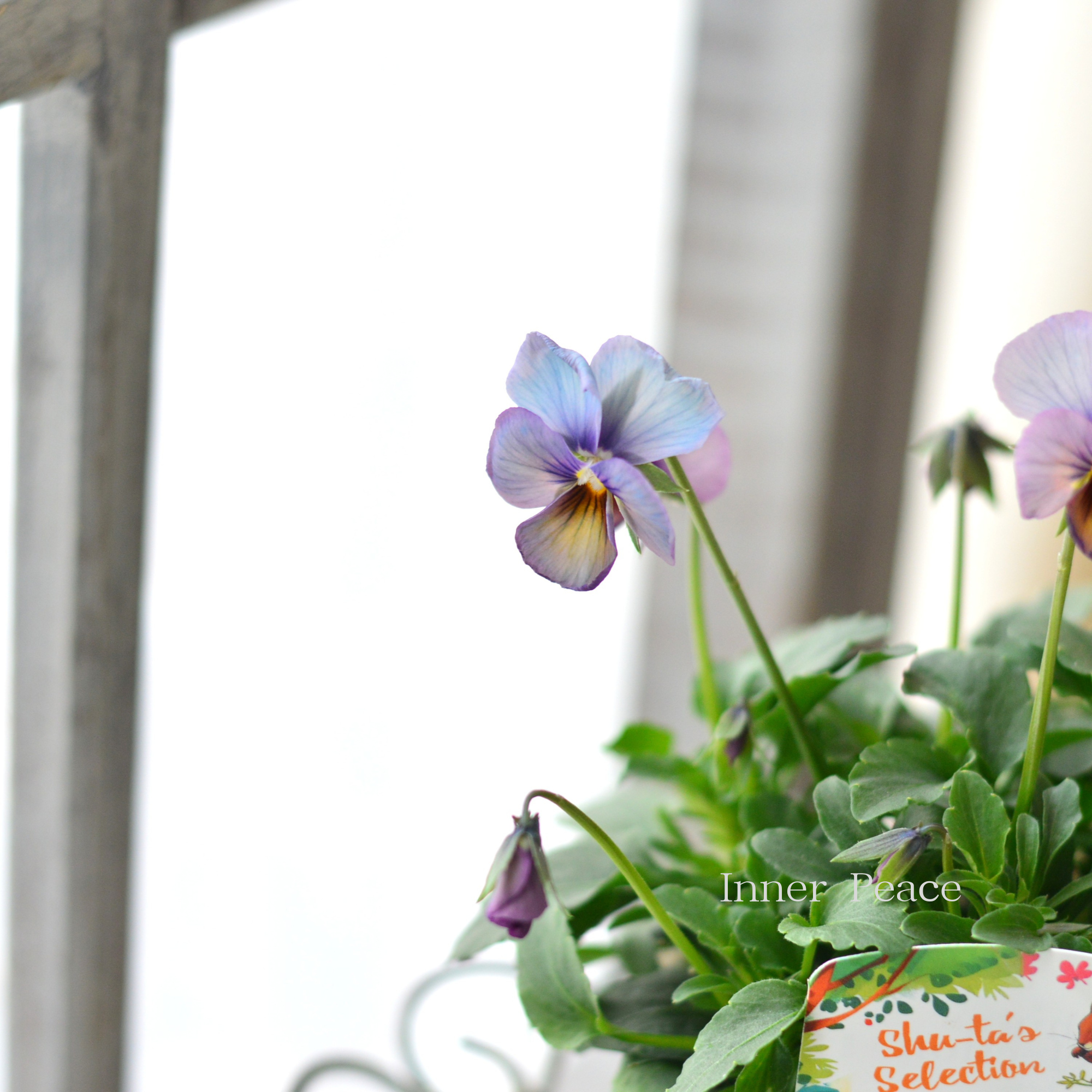 【希少】 おひとり様1苗限定 ビオラ 『パルプンテ』 3.5寸POT