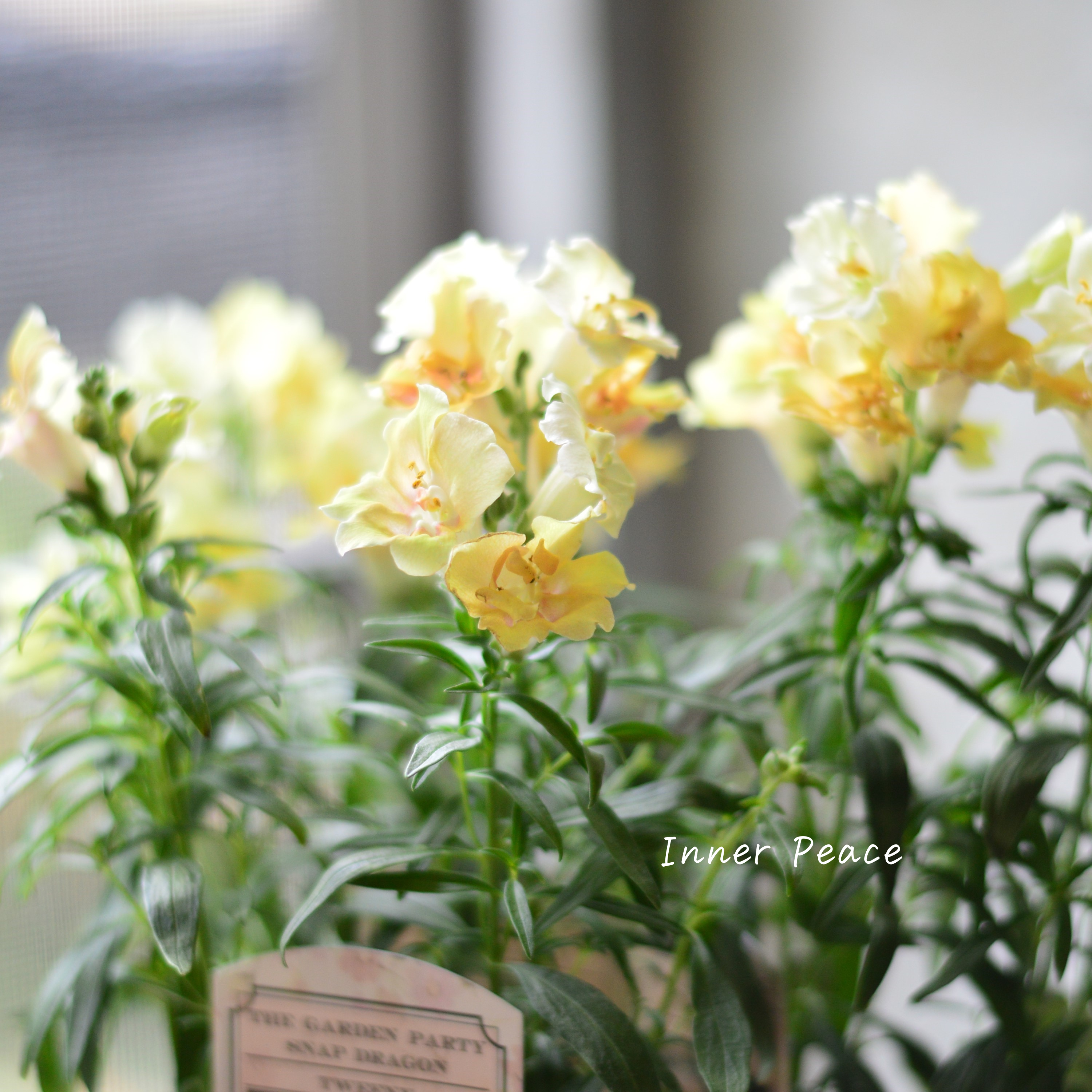 【かわいい】 キンギョソウ・トゥイニー 『ピーチ』 3寸ロングPOT