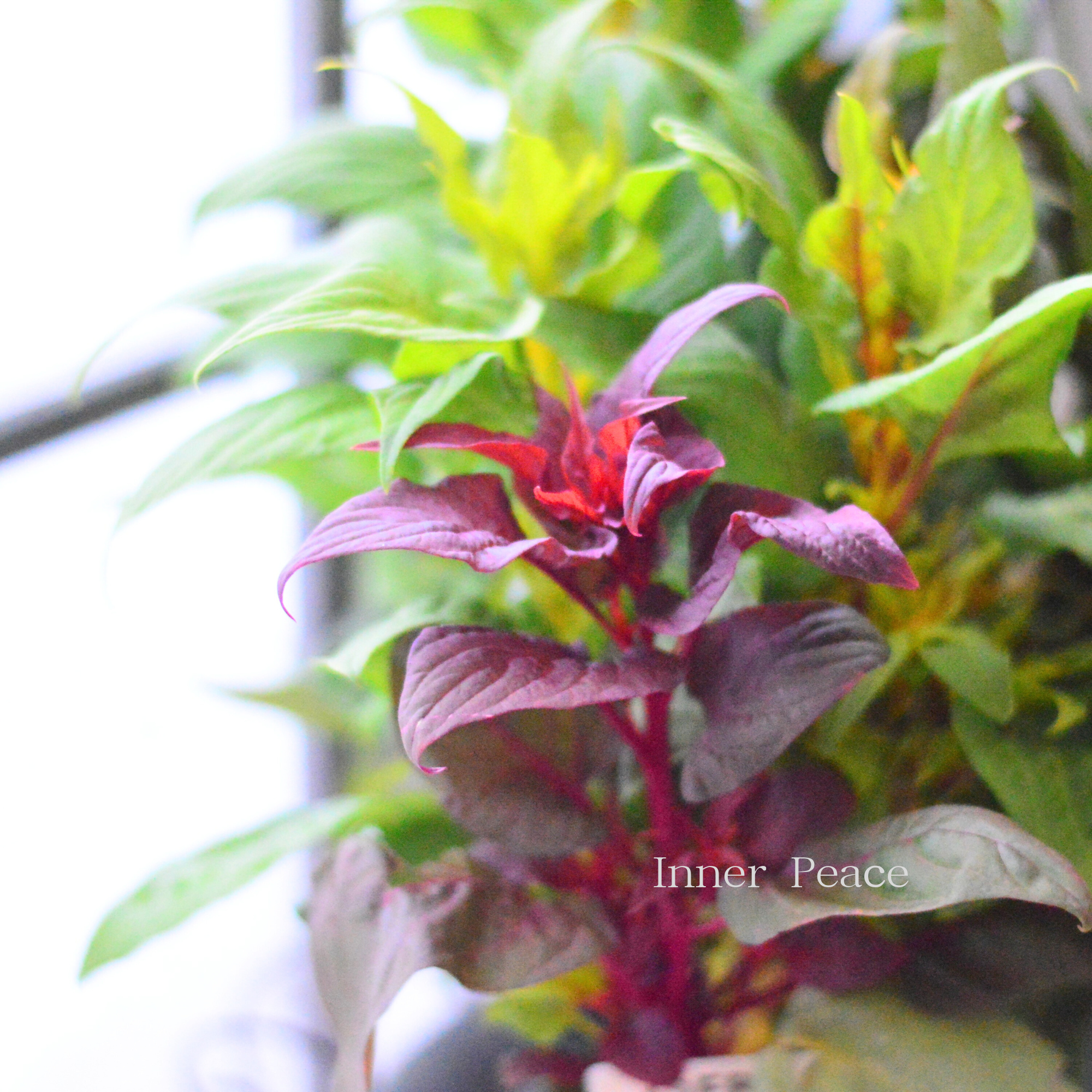 【ゲブラナガトヨさん】 ケイトウ 『霧島の秋・キメラ咲き』 3.5寸POT