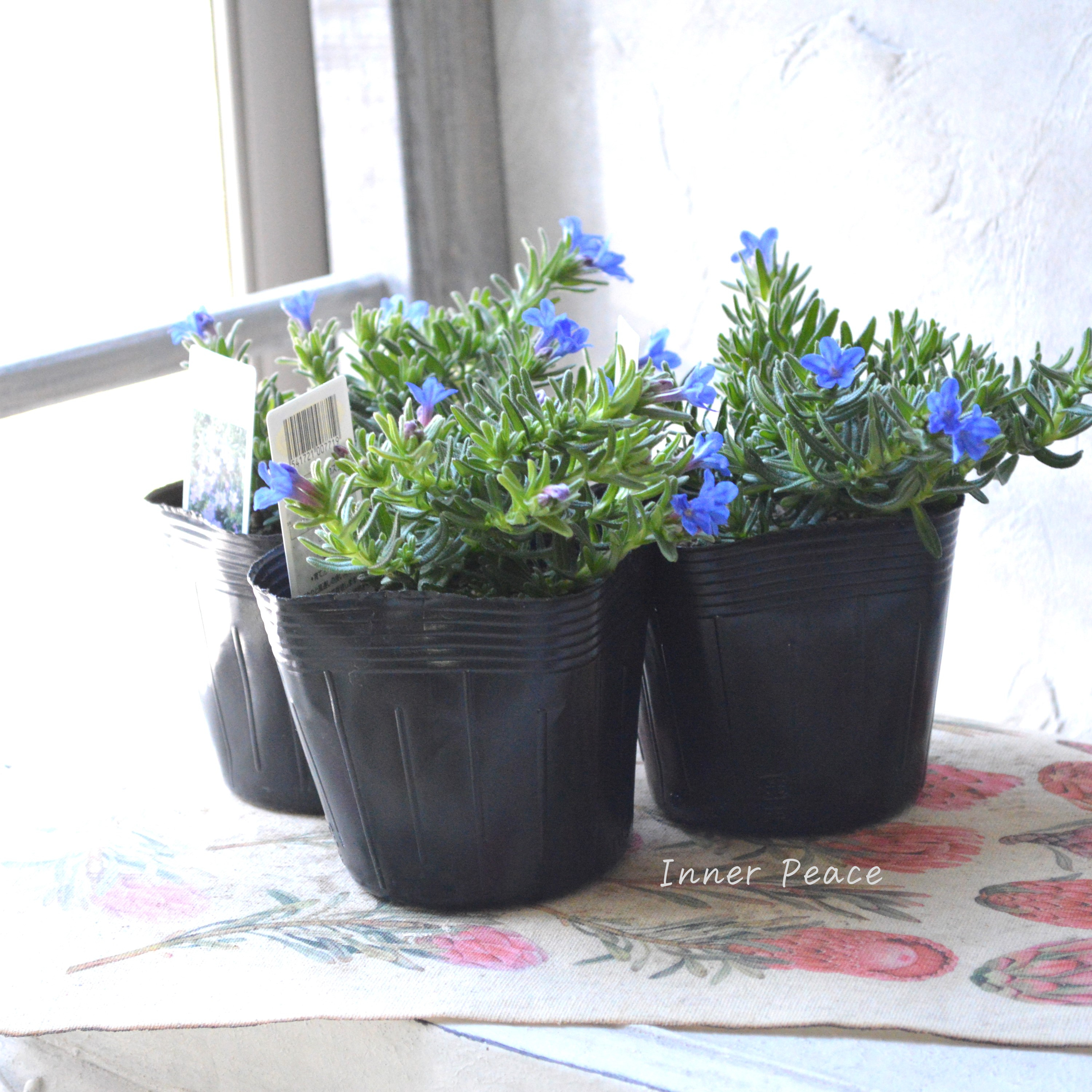 【美しい】 ミヤマホタルカズラ 『むらさき小花』 3.5寸POT