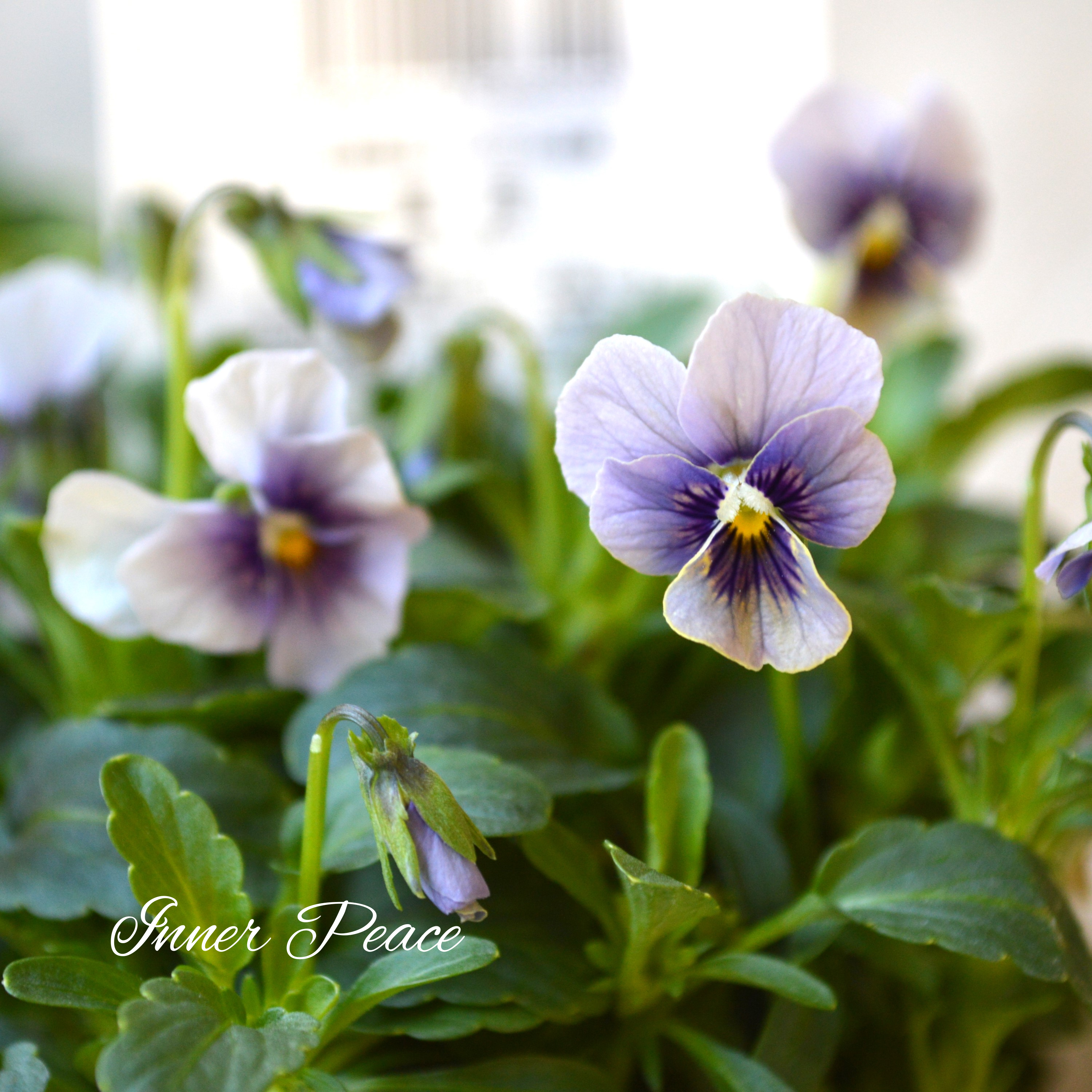 【希少】 北島園芸さんのビオラ 『藍月』 3.5寸POT