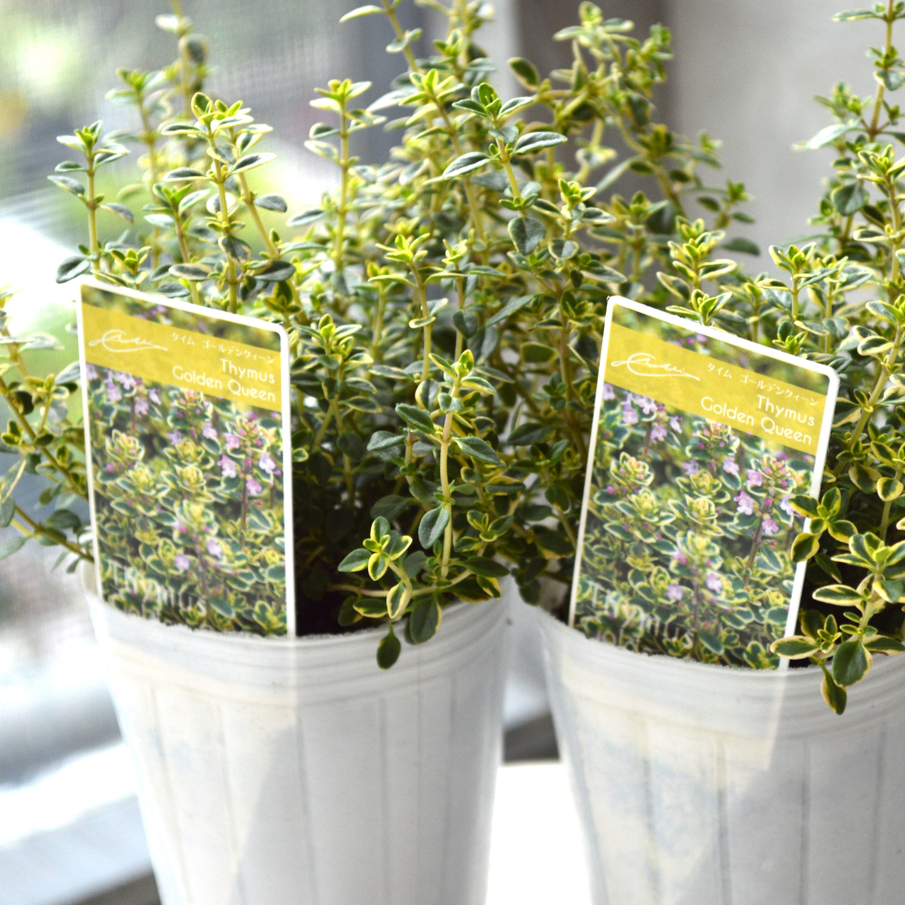 【斑入り】 ゴールデンタイム 2.5寸POT