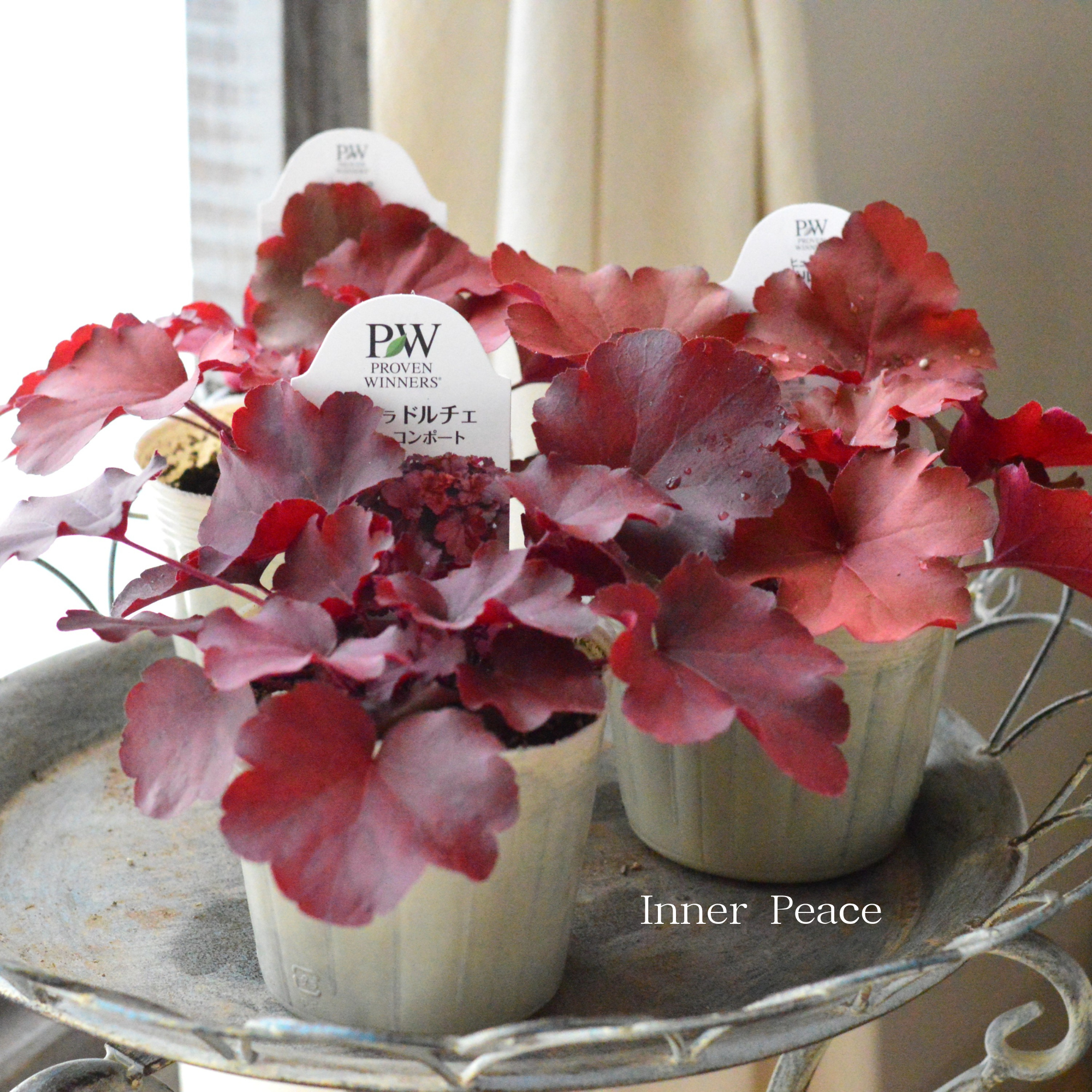 PW】 ヒューケラ ドルチェ 『チェリーコンポート』 3.5寸POT