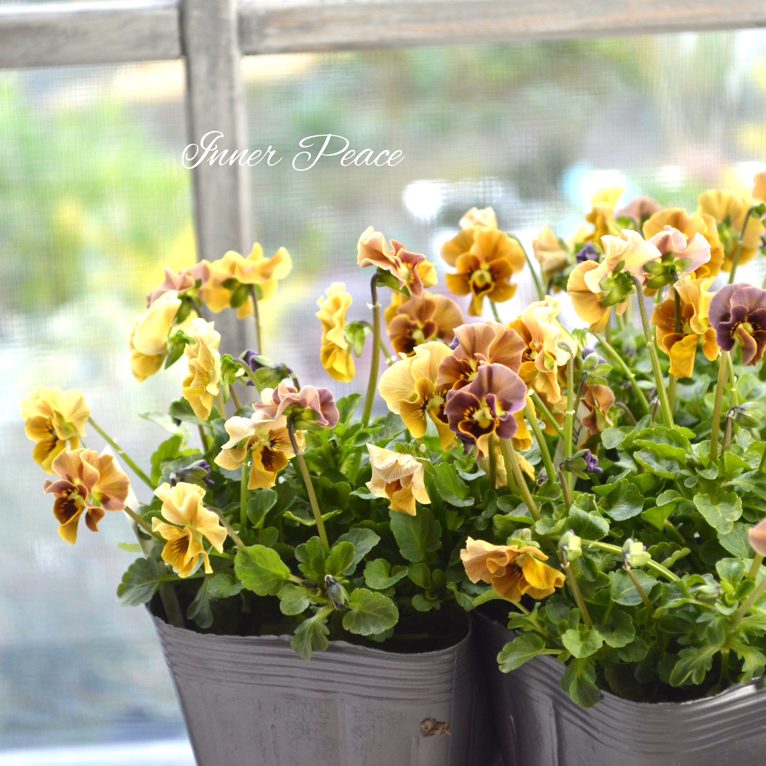 【tef*tef*さんオリジナルビオラ】 フロチョコフリル 3.5寸POT