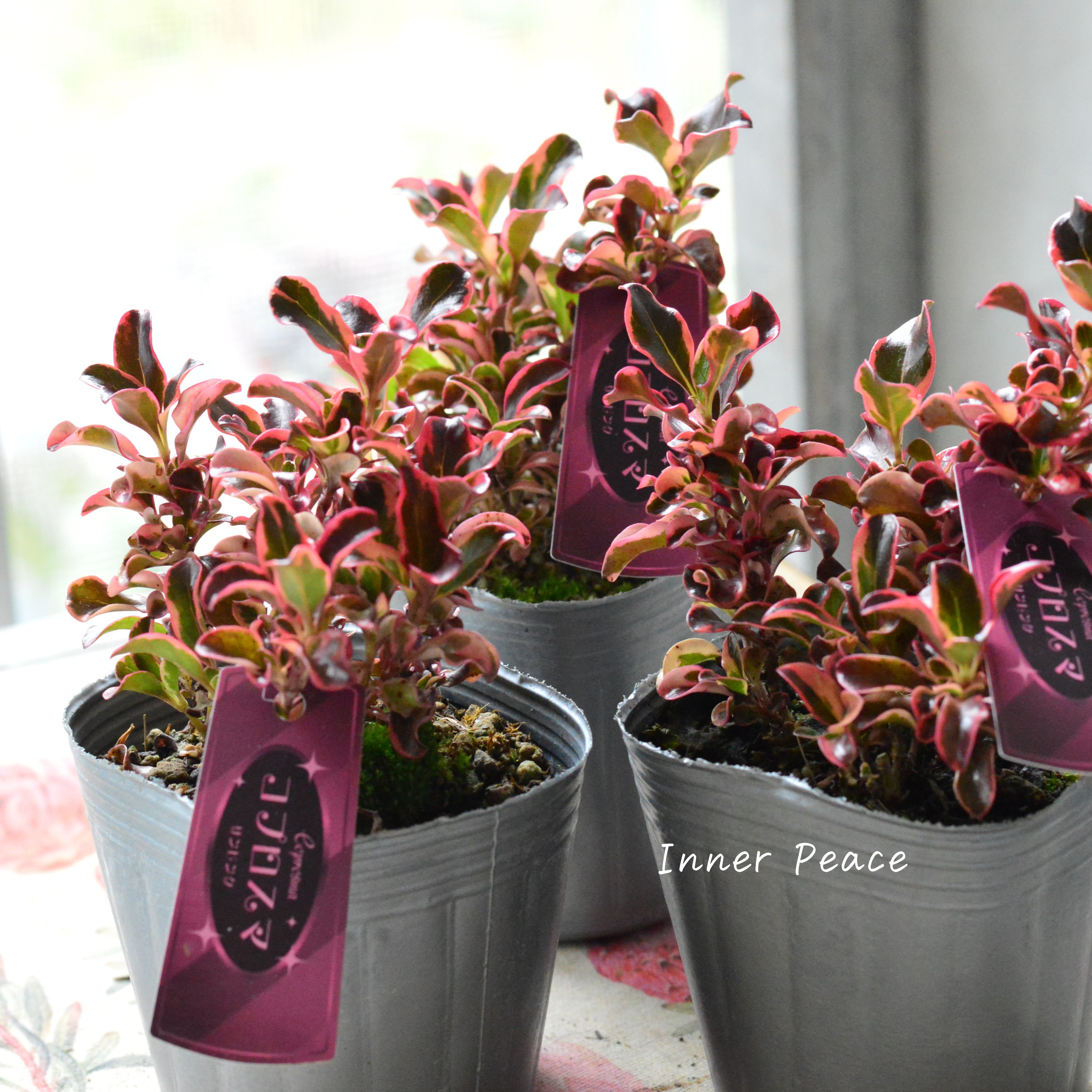 【寄せ植えに】 コプロスマ 『サンピンク』 3寸POT