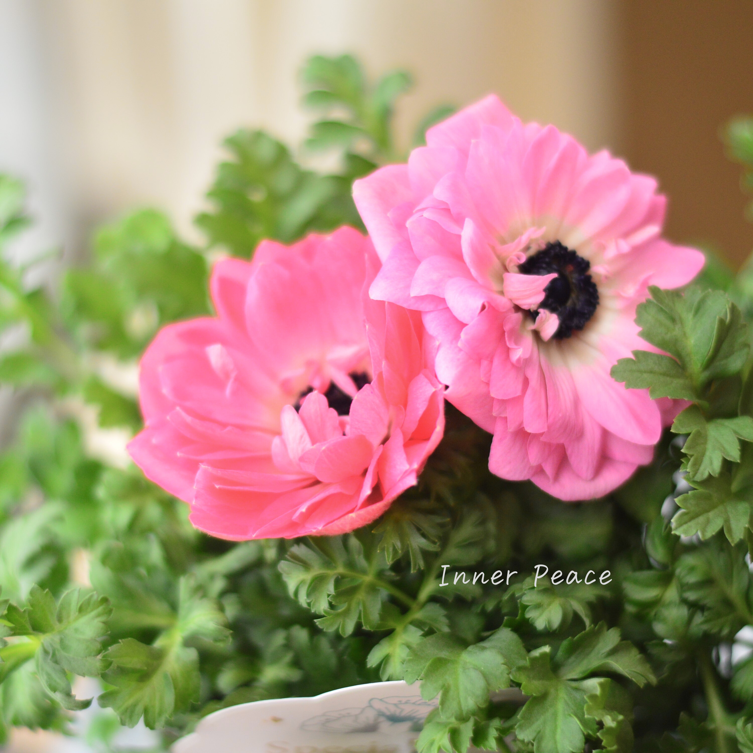 【神花園さん】 3本植え! 八重咲きスペシャルミックスアネモネ 『ピンク』 3.5寸ロングPOT