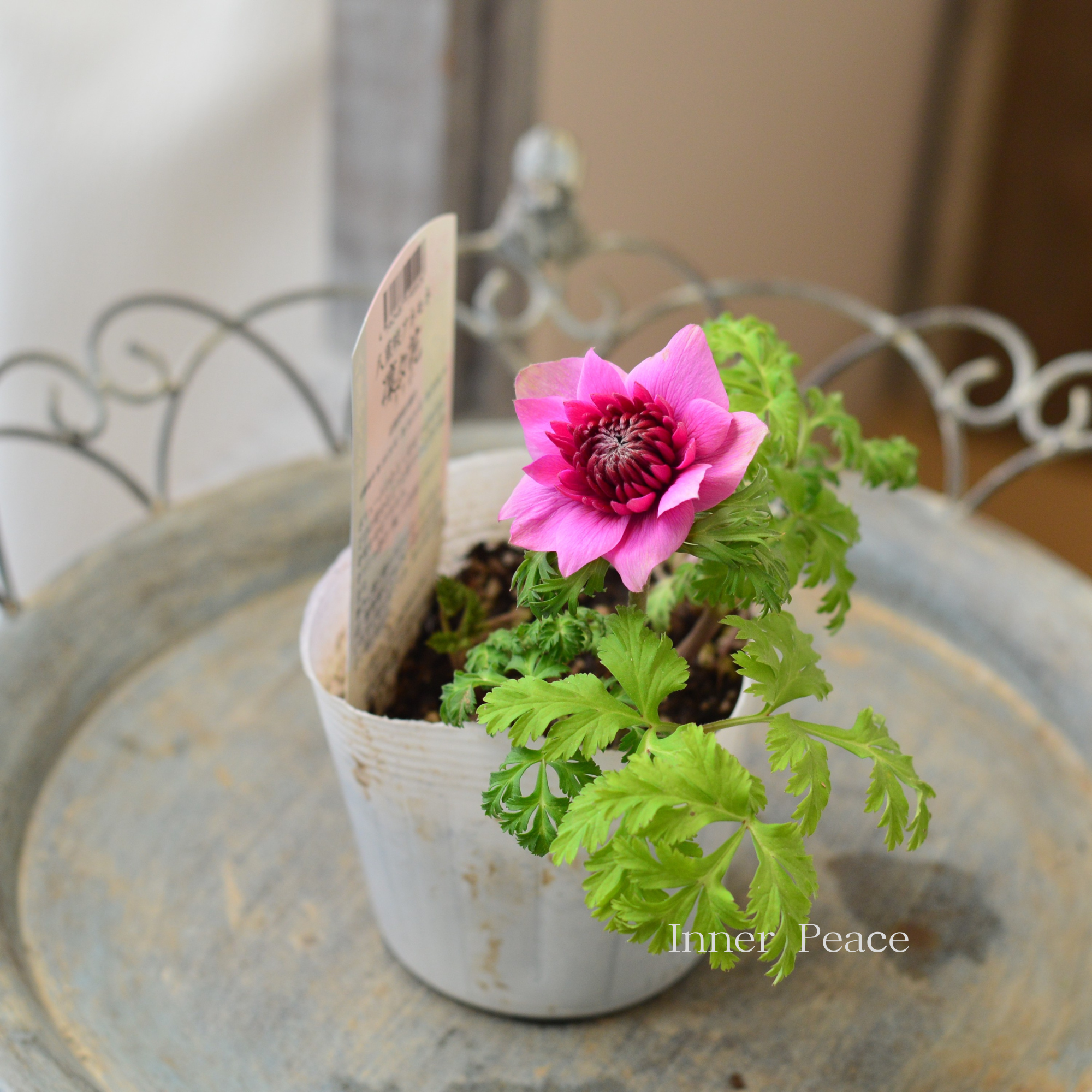 【八重咲き】 アネモネ 『凜々花・ピンク系』 3.5寸POT