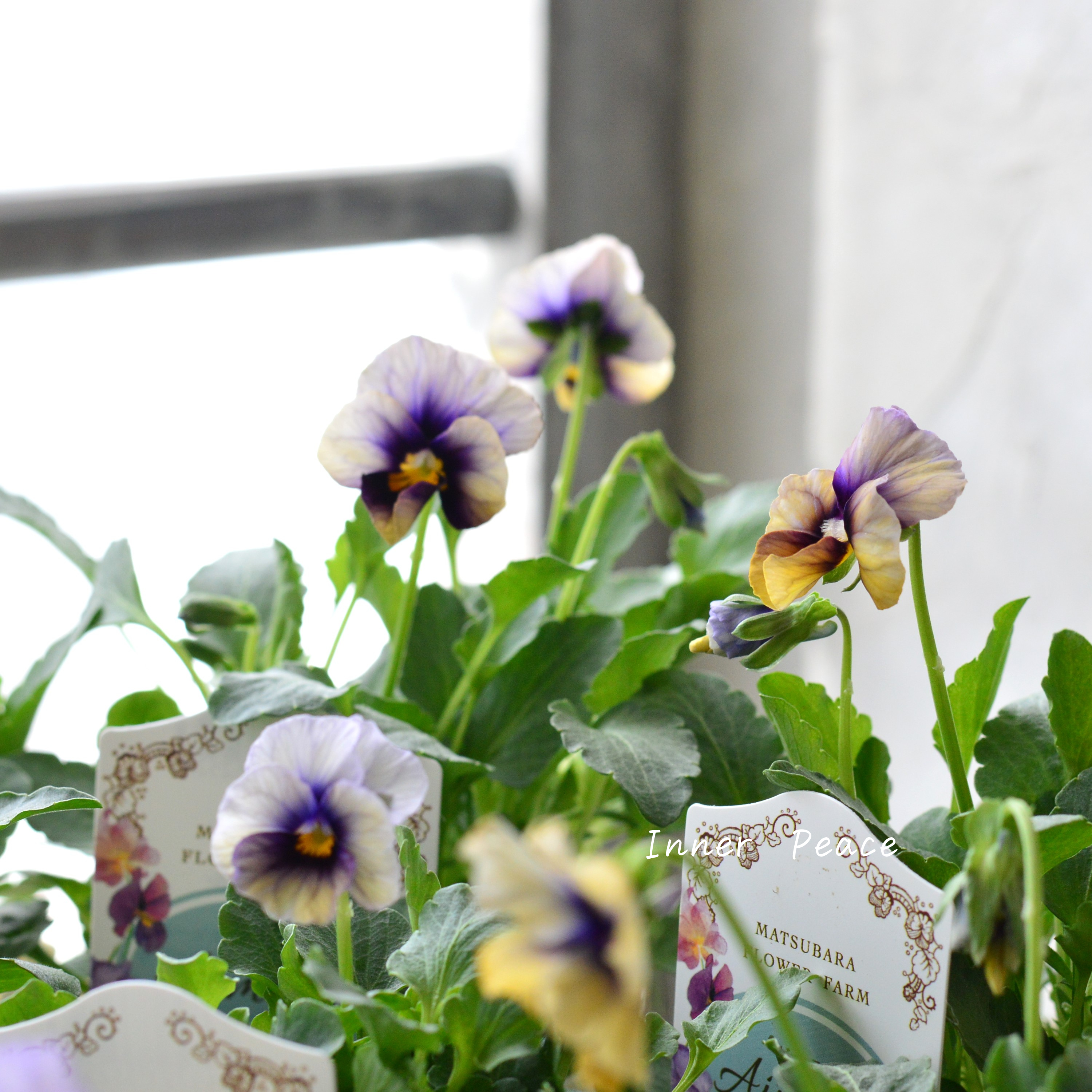【マツバラフラワーファームさん】 ビオラ 『エマーブル・ムーンライト』 3寸ロングPOT