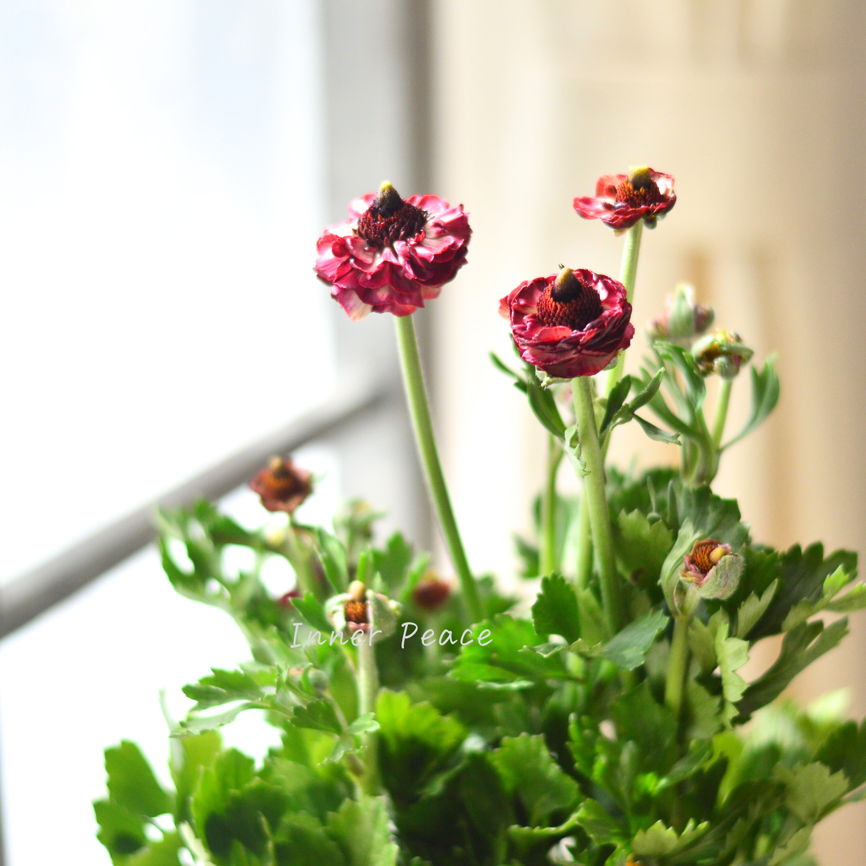 【綾園芸さん育種】 ラナンキュラス 『イカロス・ローズピンク系』 4寸ロングPOT