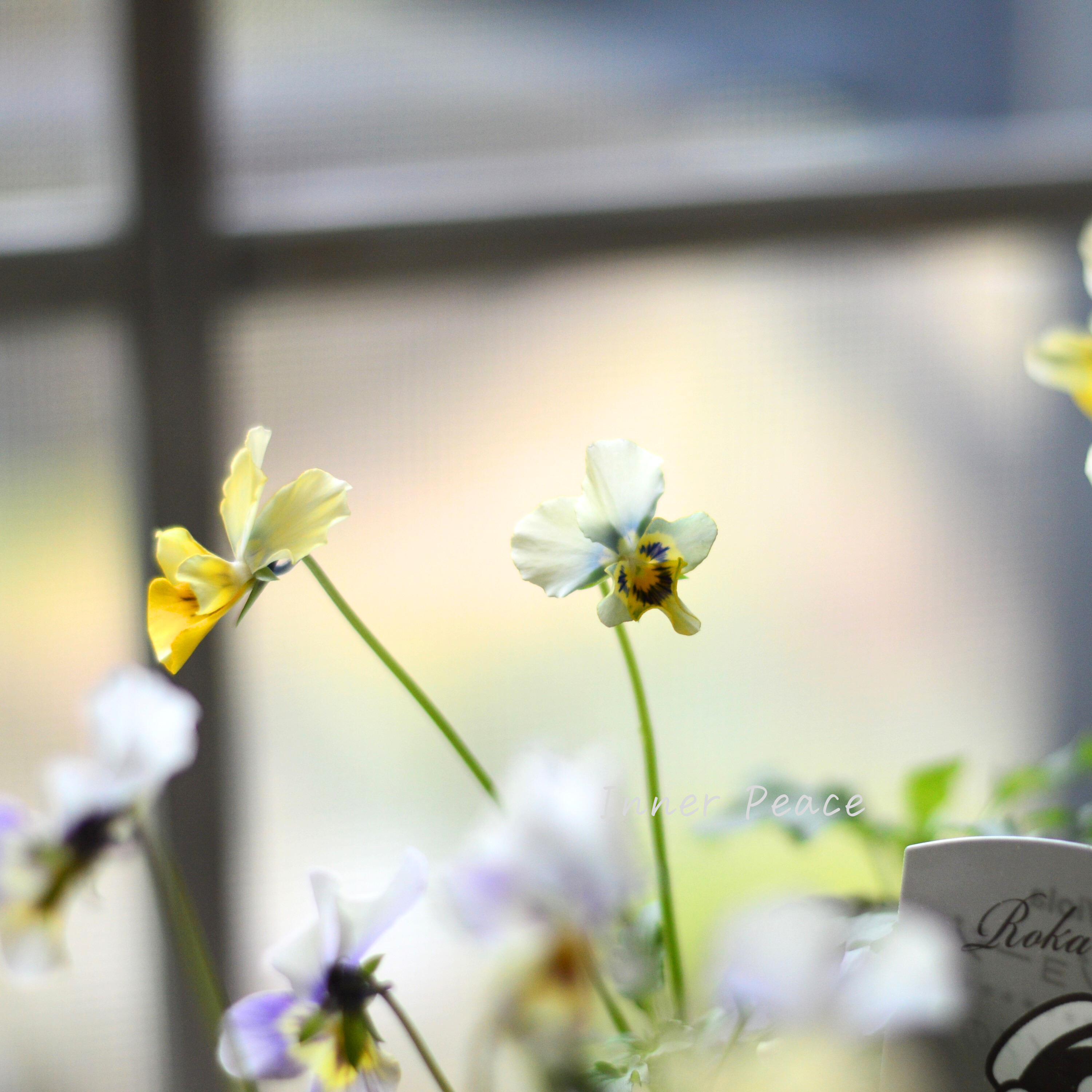 【石川園芸さん】 ビオラ 『モンキージョージ』 3寸POT