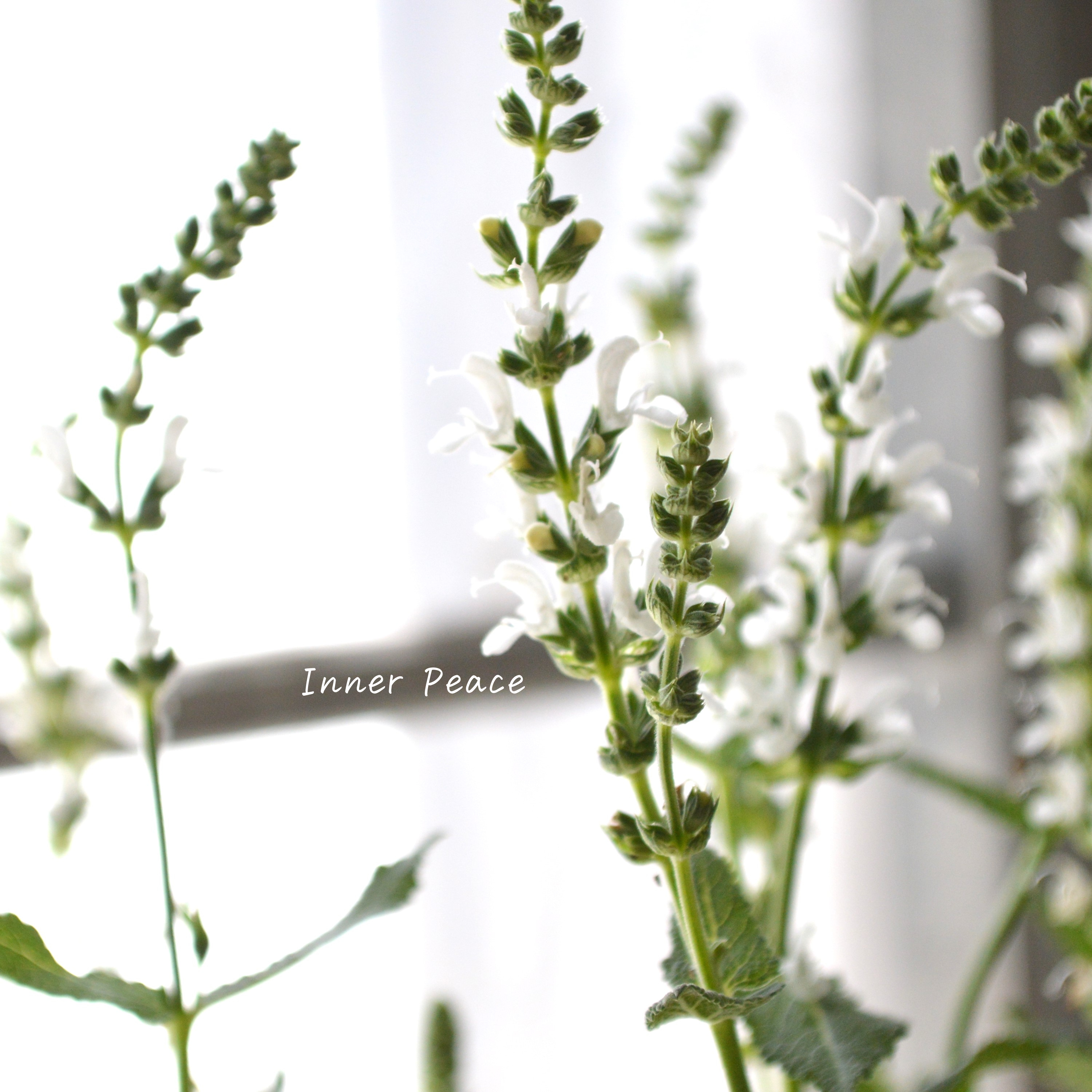 【宿根】 サルビア 『スペルバ・ボルドー ホワイト』 3.5寸POT