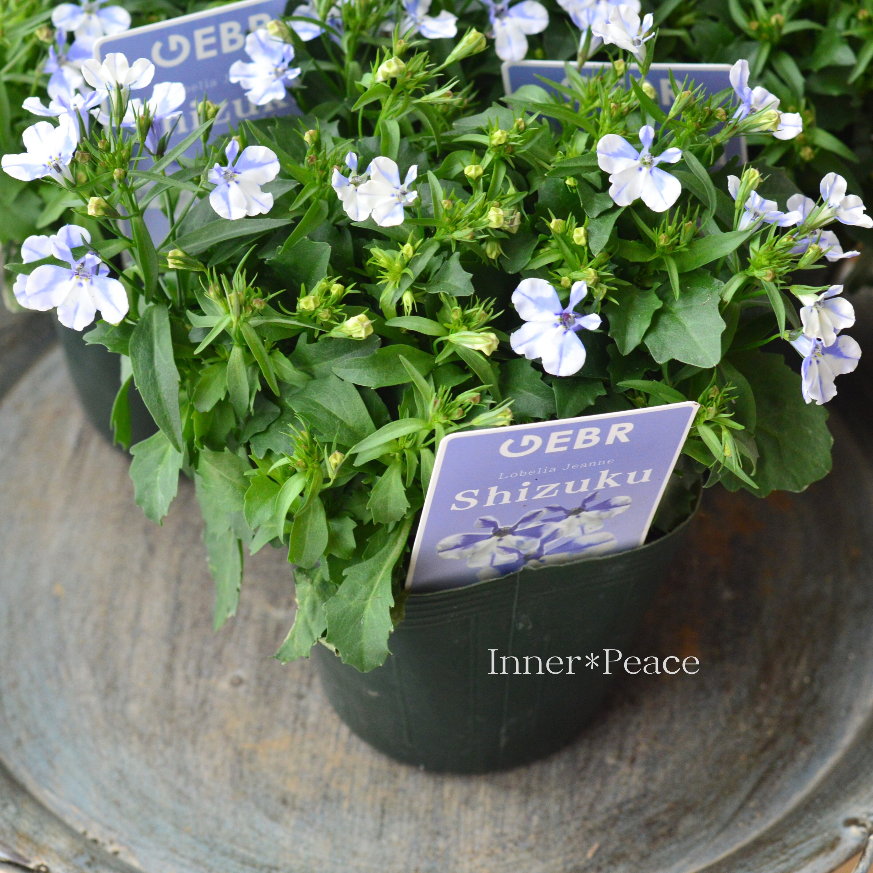 【ゲブラさん】 ロベリア 『シズク』 3.5寸POT