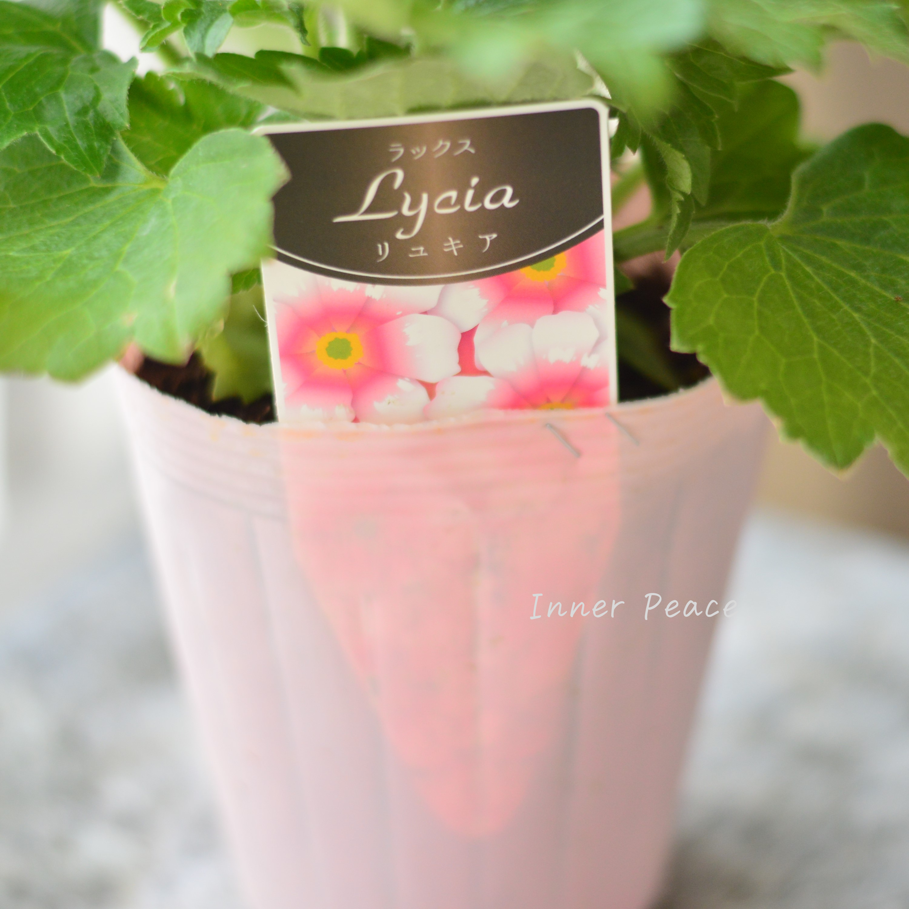 【美しい】 ラナンキュラス・ラックス 『リュキア』 4寸POT