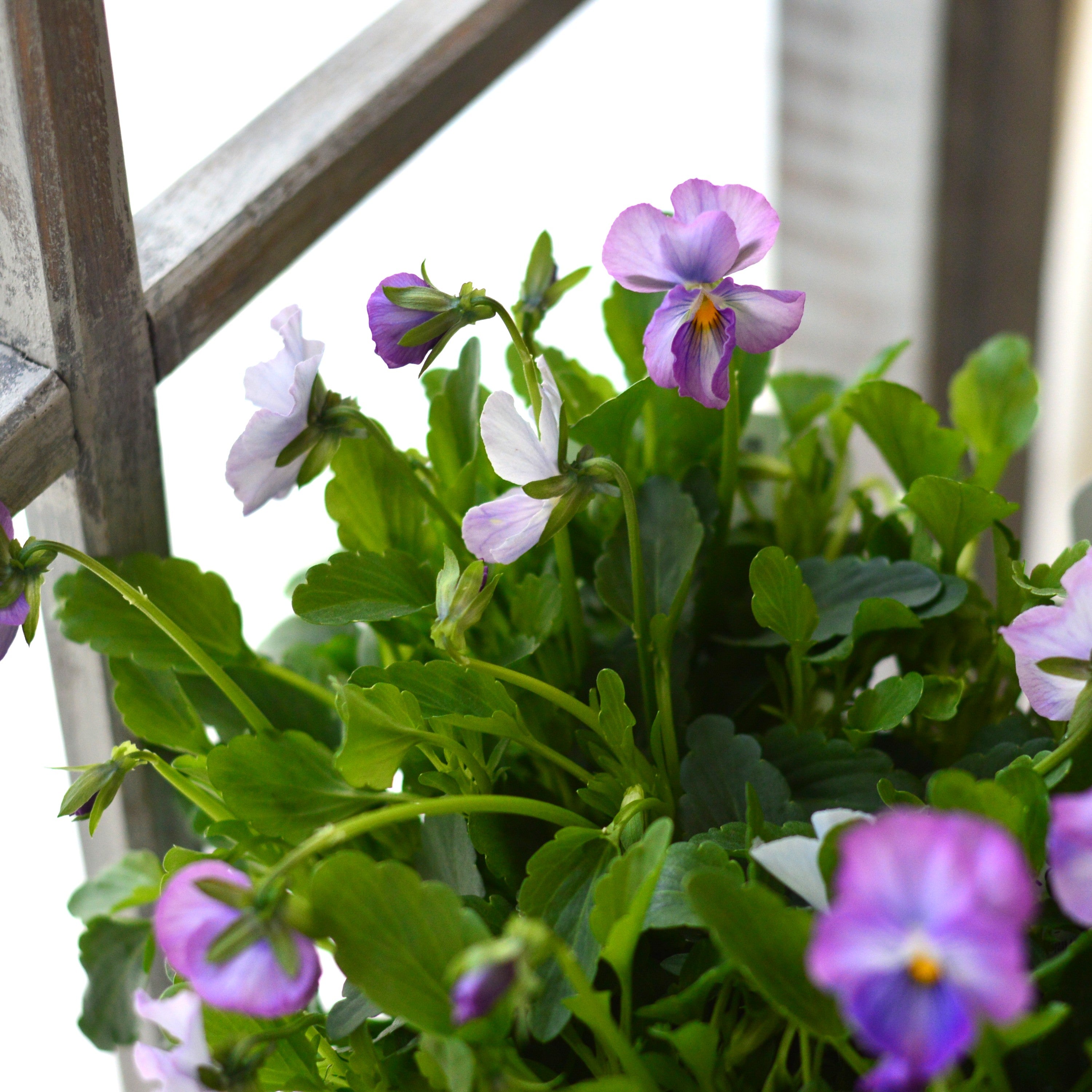 【人気】 ビオラ 『パステルフリル・淡青』 C 3寸POT