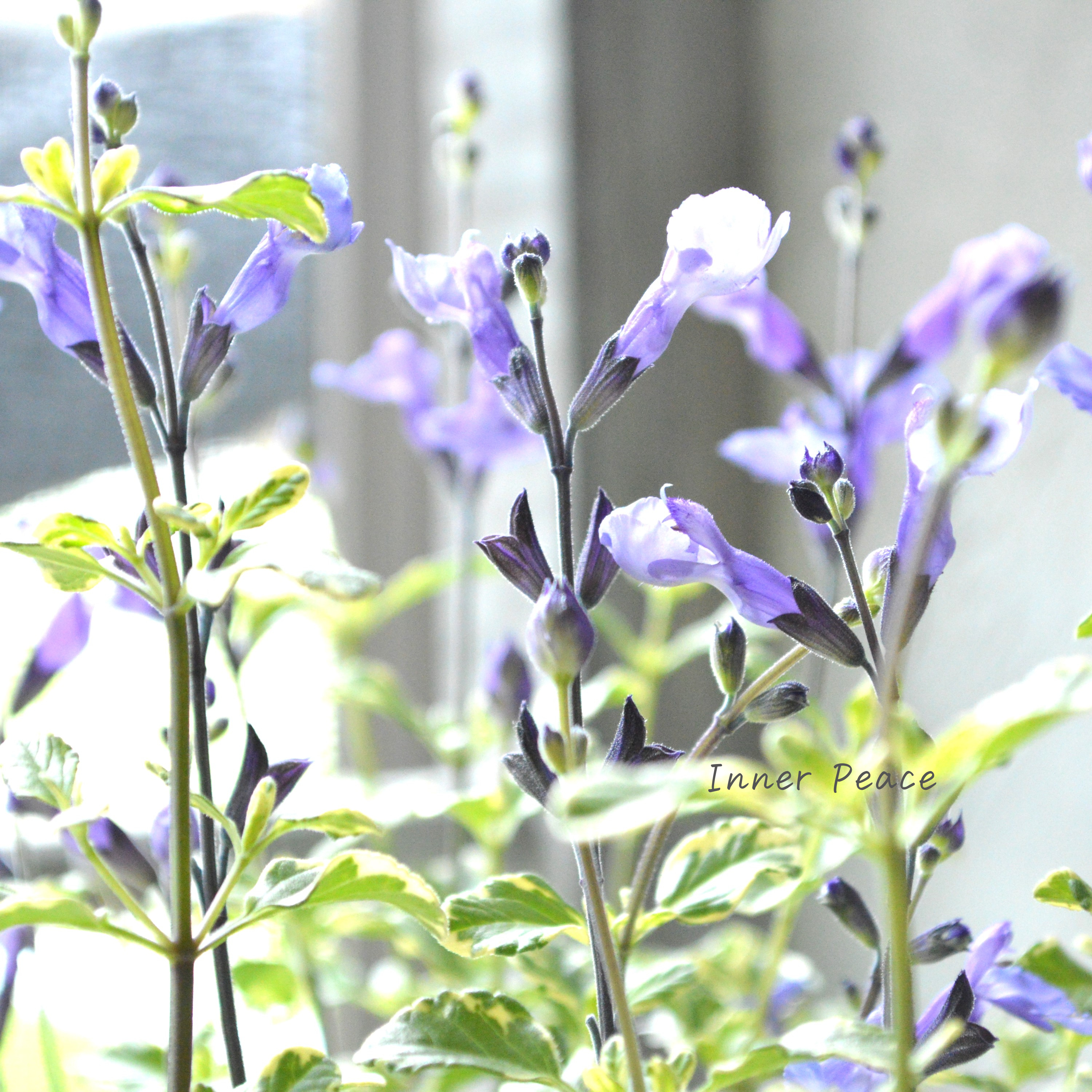 【斑入り】 サルビア 『ソークール・スノープリンセス』 3.5寸ロングPOT